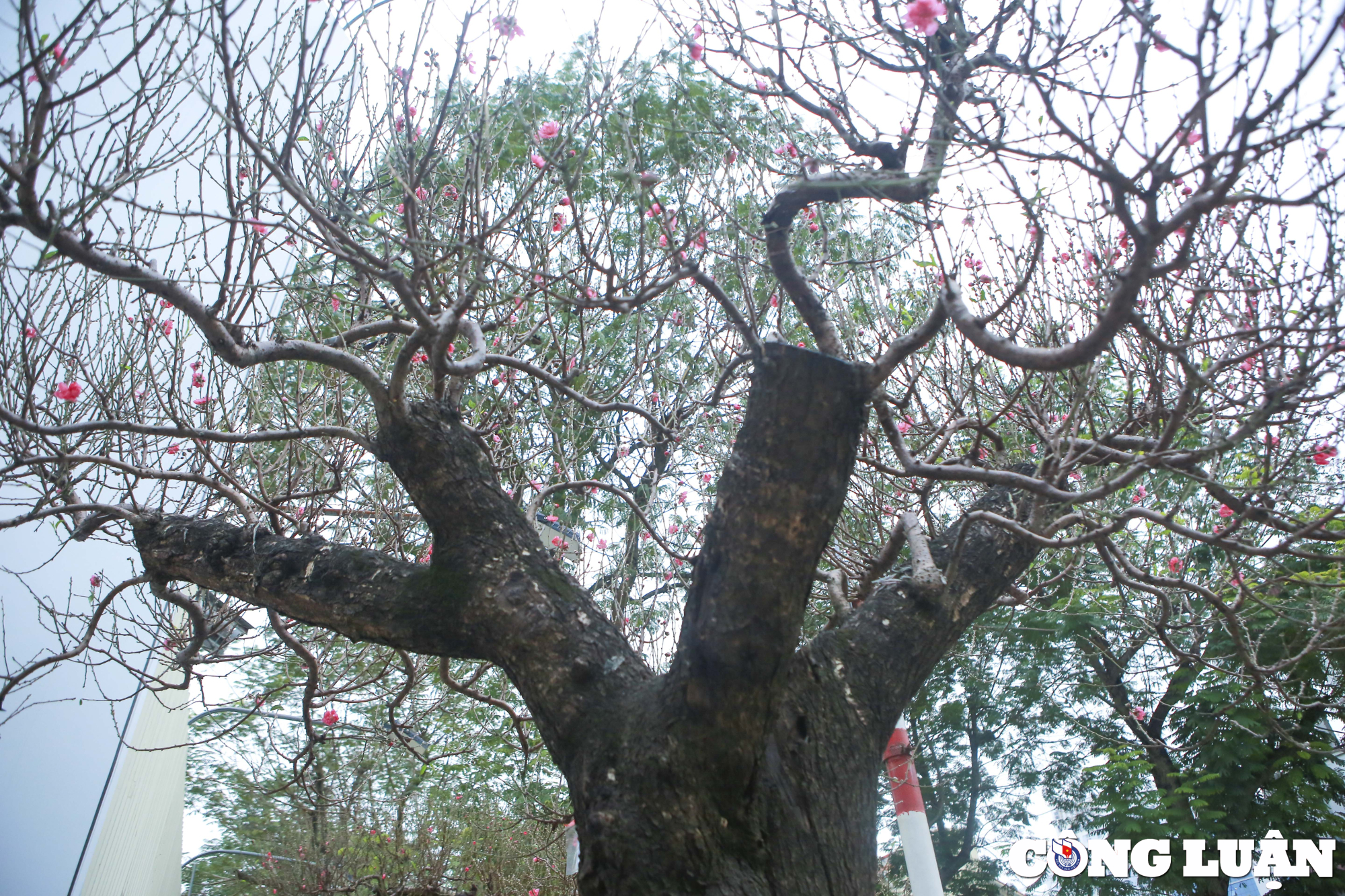 dao rung gia khung hon 100 trieu dong phuc vu nguoi dan choi tet hinh 6