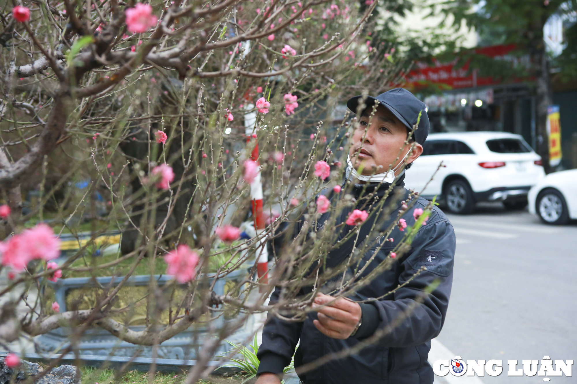 dao rung gia khung hon 100 trieu dong phuc vu nguoi dan choi tet hinh 2