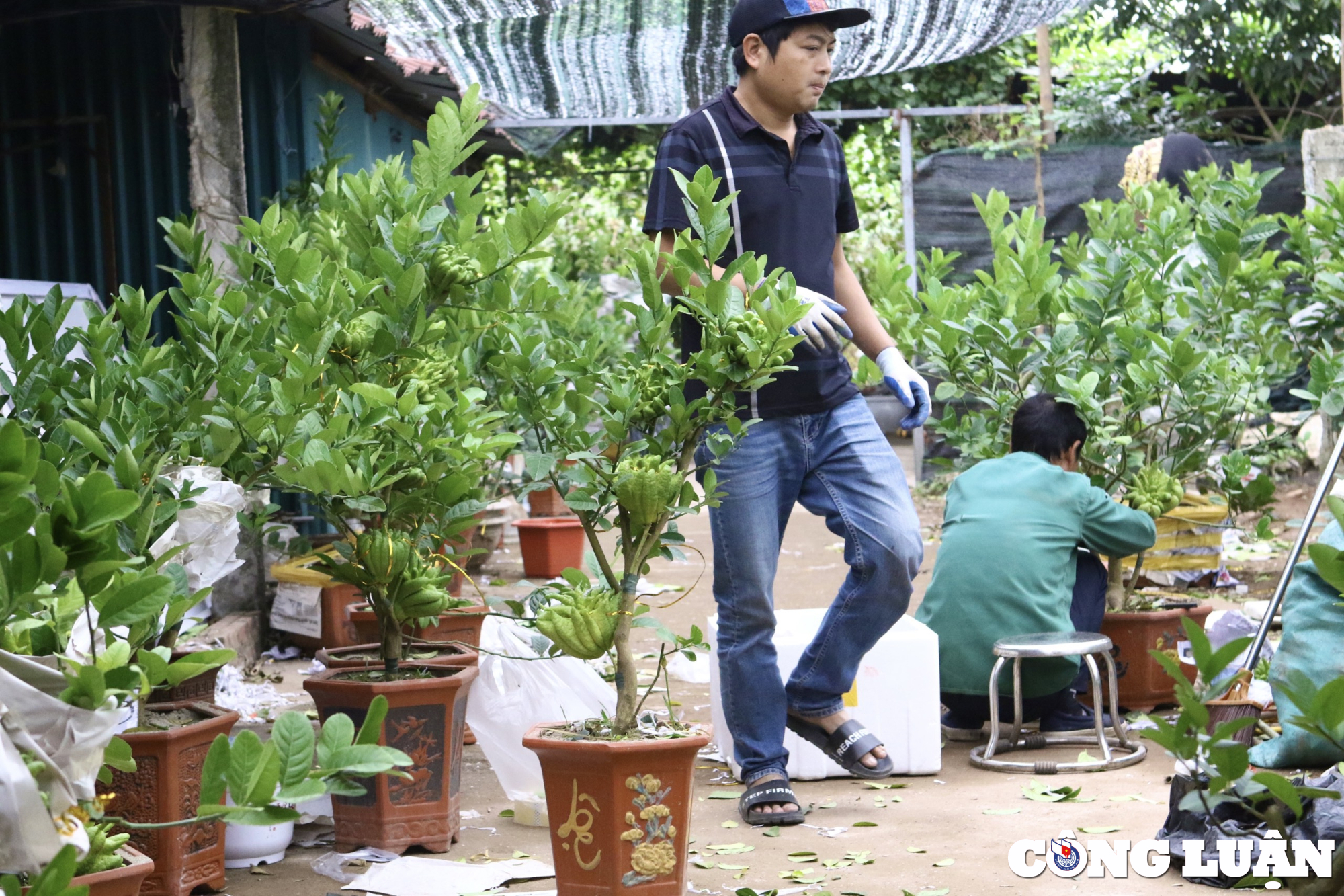 phat thu bon sai bac trieu o ha noi dat khach truoc tet nguyen dan 2023 hinh 2