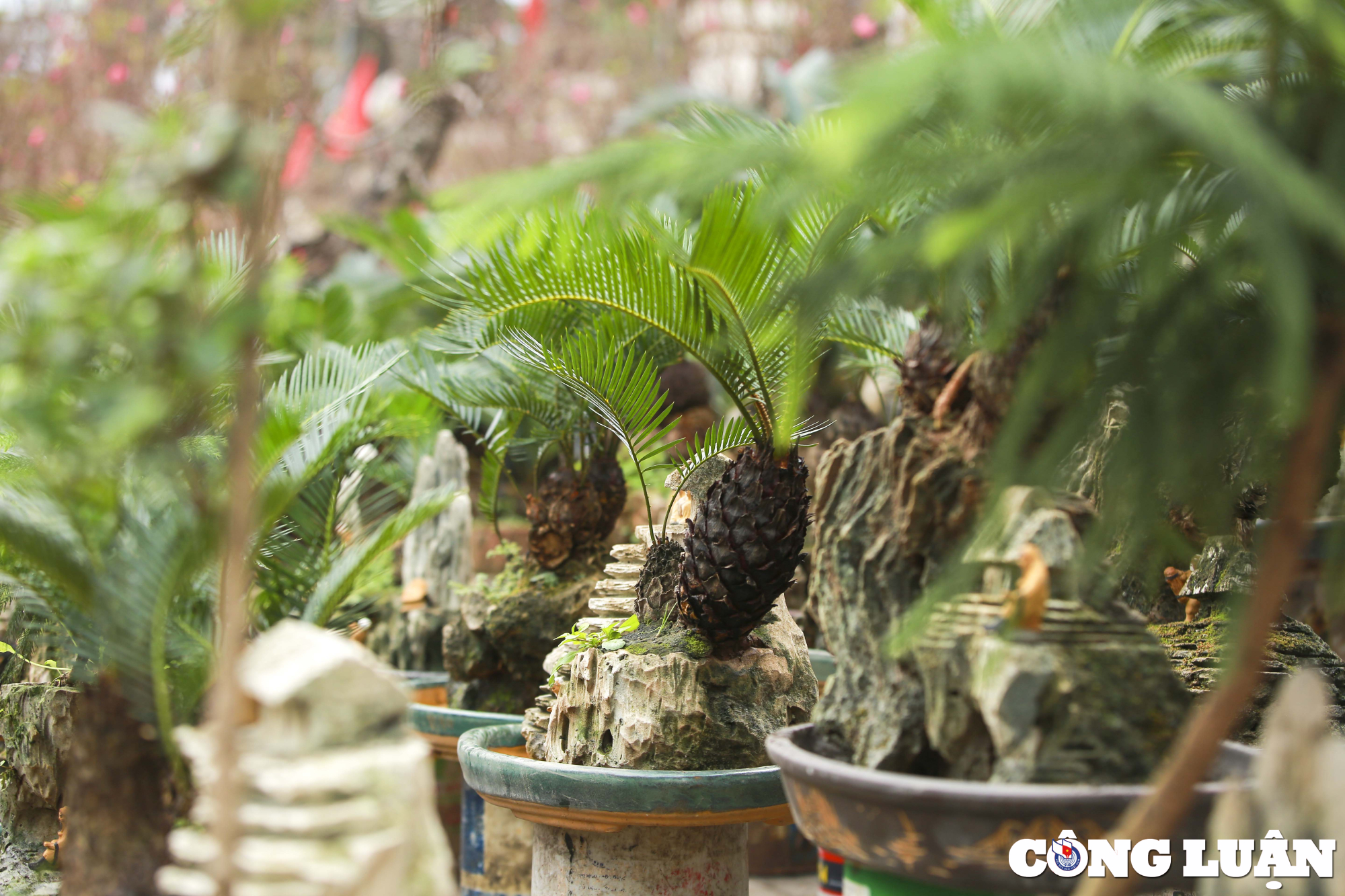 ha noi dan van tue mini bonsai dat do xuong pho phuc vu tet nguyen dan hinh 8