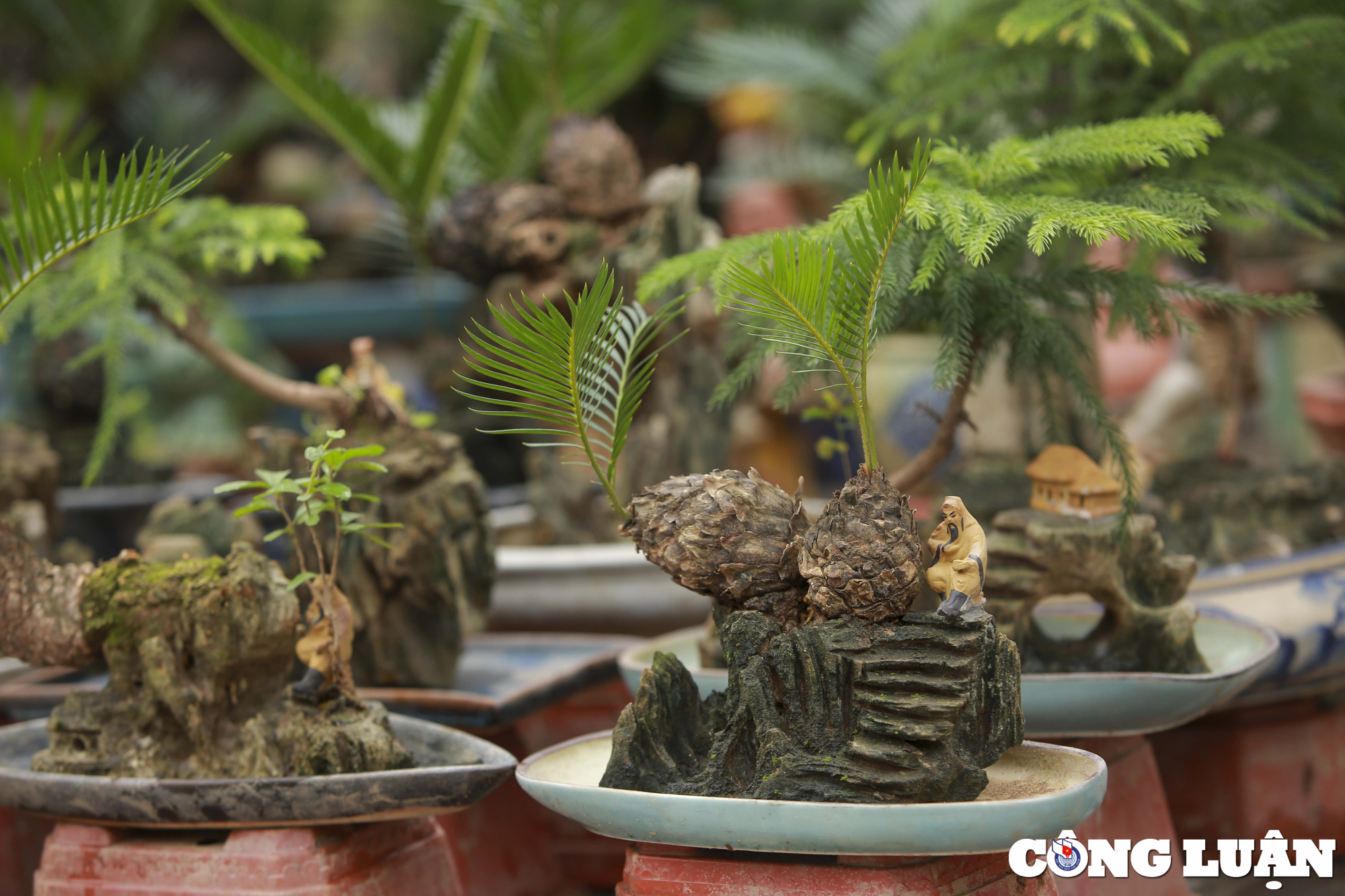 ha noi dan van tue mini bonsai dat do xuong pho phuc vu tet nguyen dan hinh 1