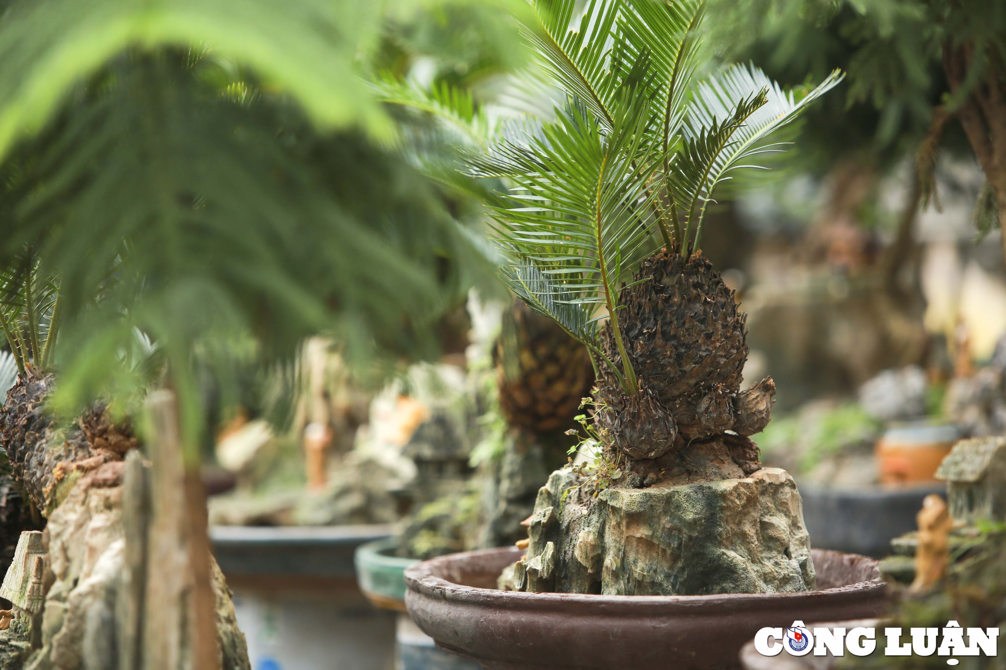 ha noi dan van tue mini bonsai dat do xuong pho phuc vu tet nguyen dan hinh 9