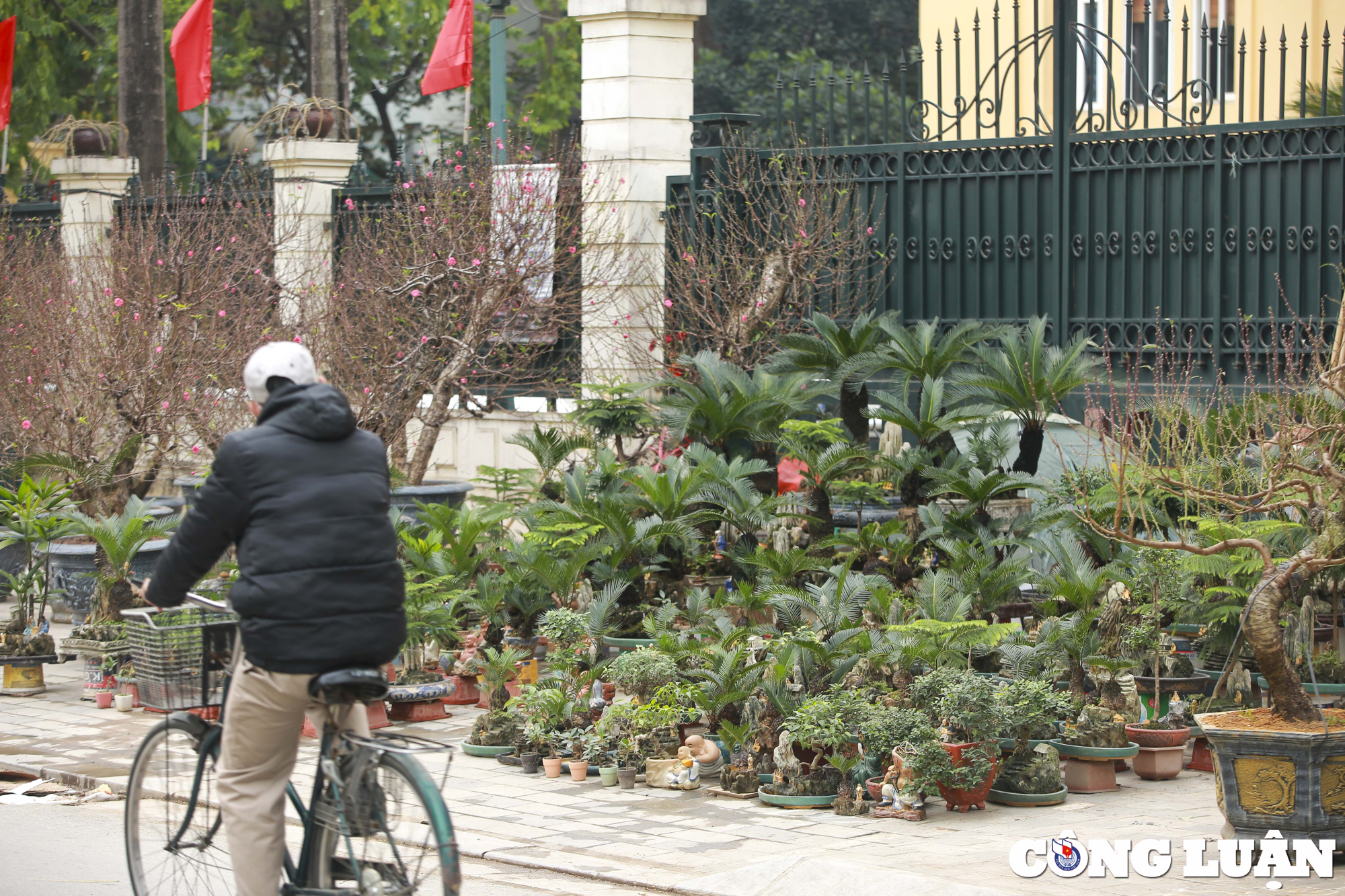 ha noi dan van tue mini bonsai dat do xuong pho phuc vu tet nguyen dan hinh 10