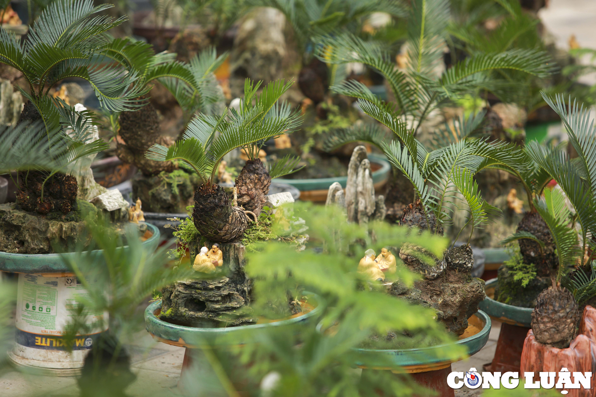 ha noi dan van tue mini bonsai dat do xuong pho phuc vu tet nguyen dan hinh 4