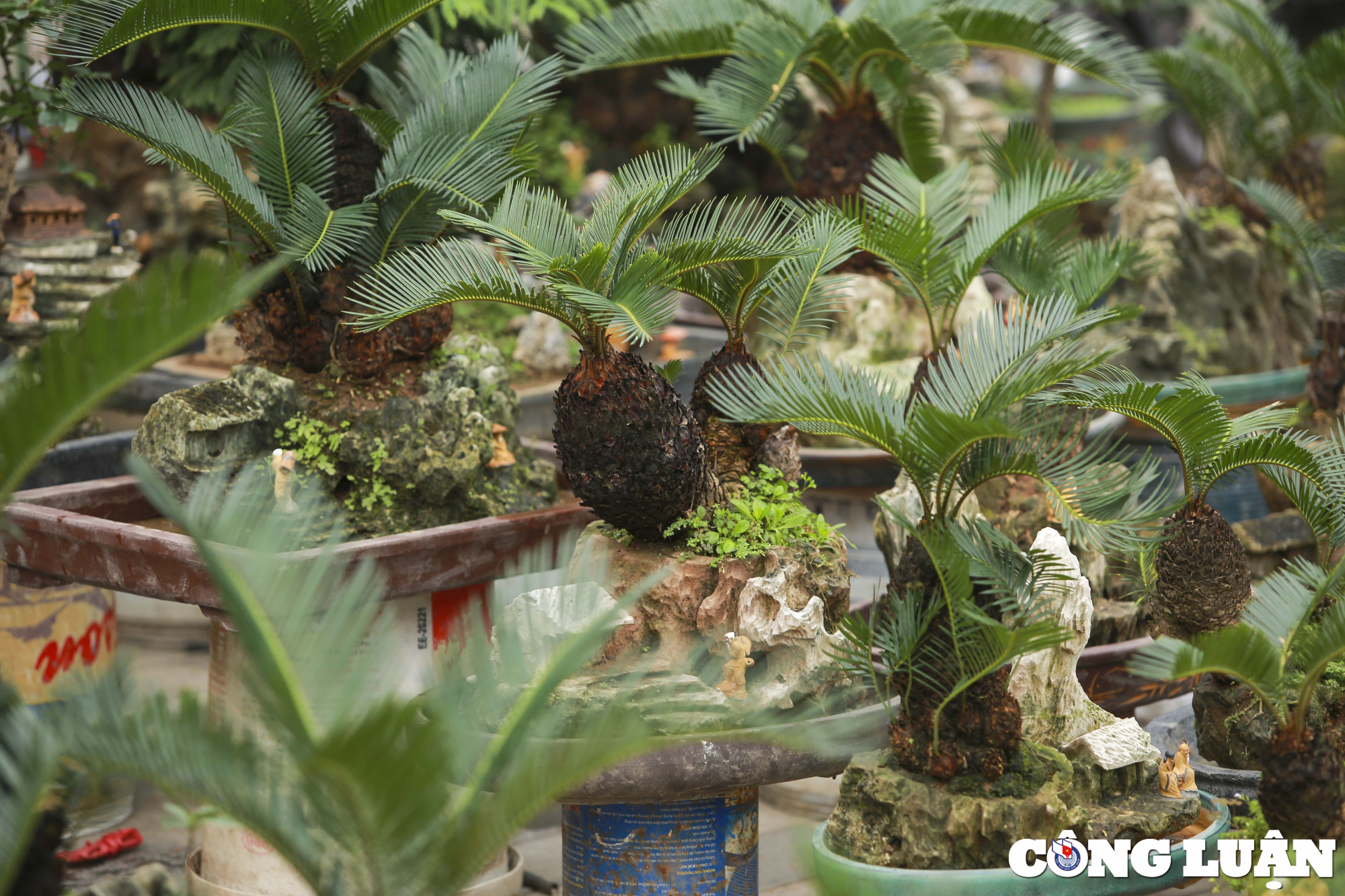 ha noi dan van tue mini bonsai dat do xuong pho phuc vu tet nguyen dan hinh 3