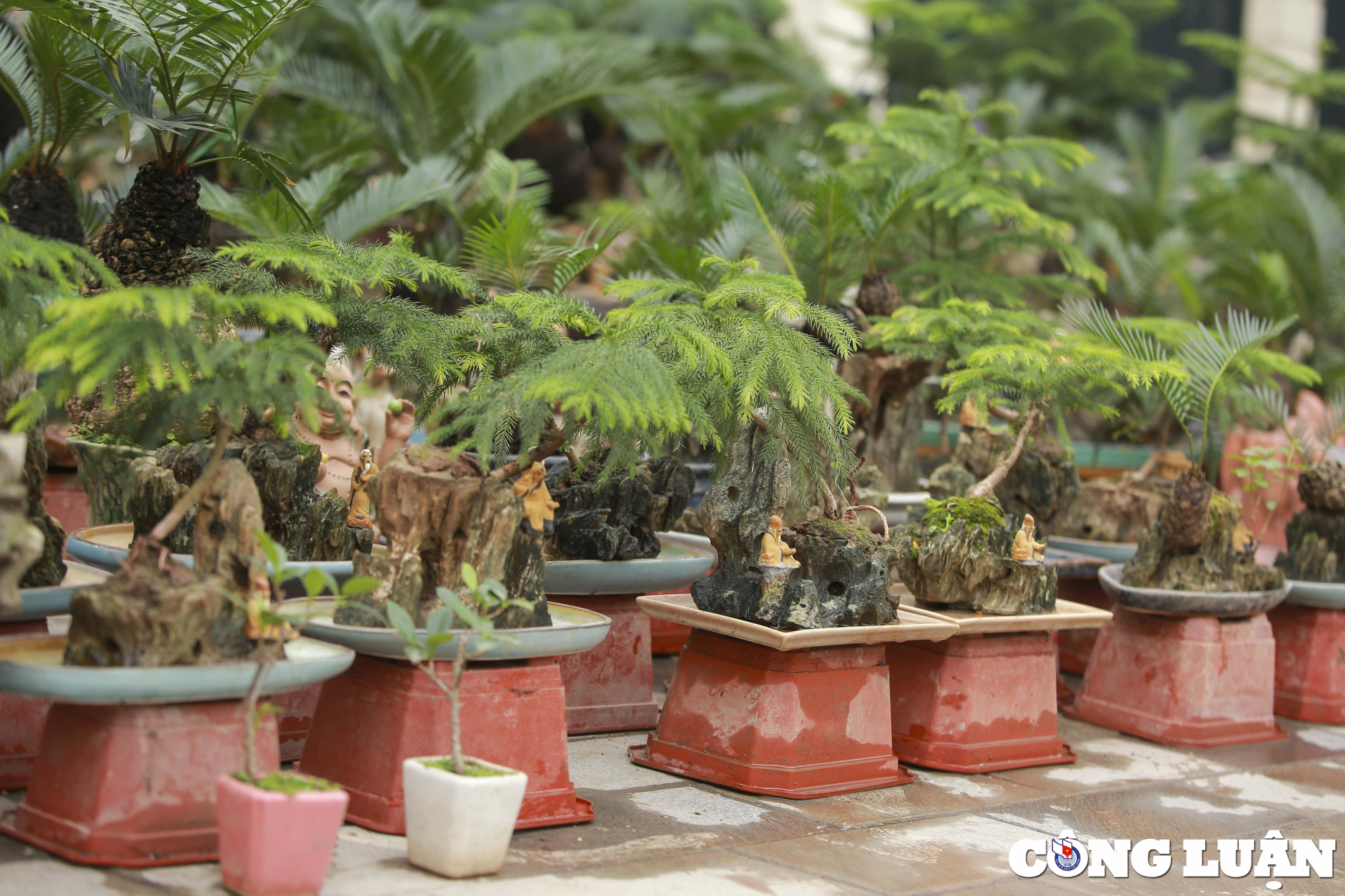 ha noi dan van tue mini bonsai dat do xuong pho phuc vu tet nguyen dan hinh 2