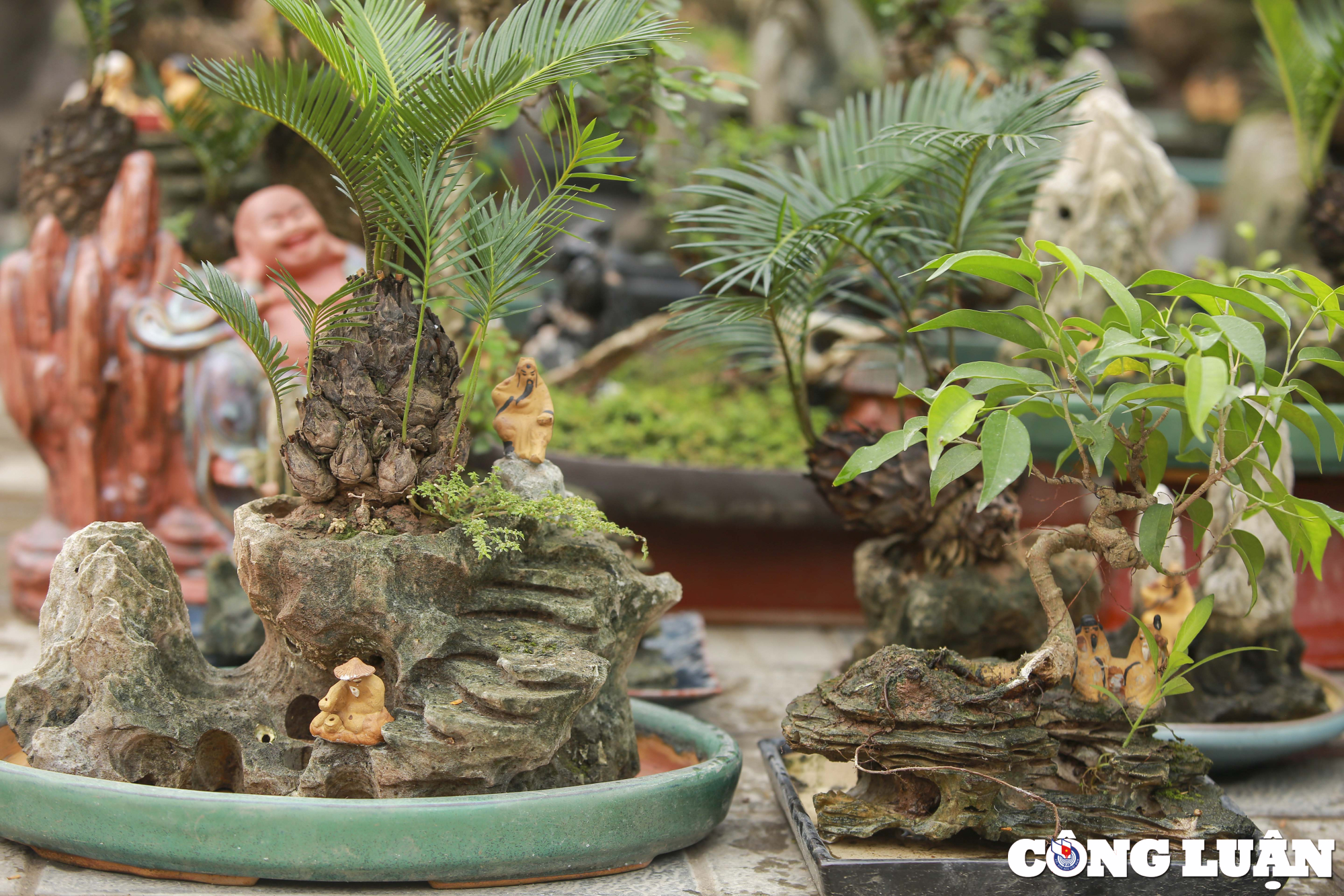 ha noi dan van tue mini bonsai dat do xuong pho phuc vu tet nguyen dan hinh 6