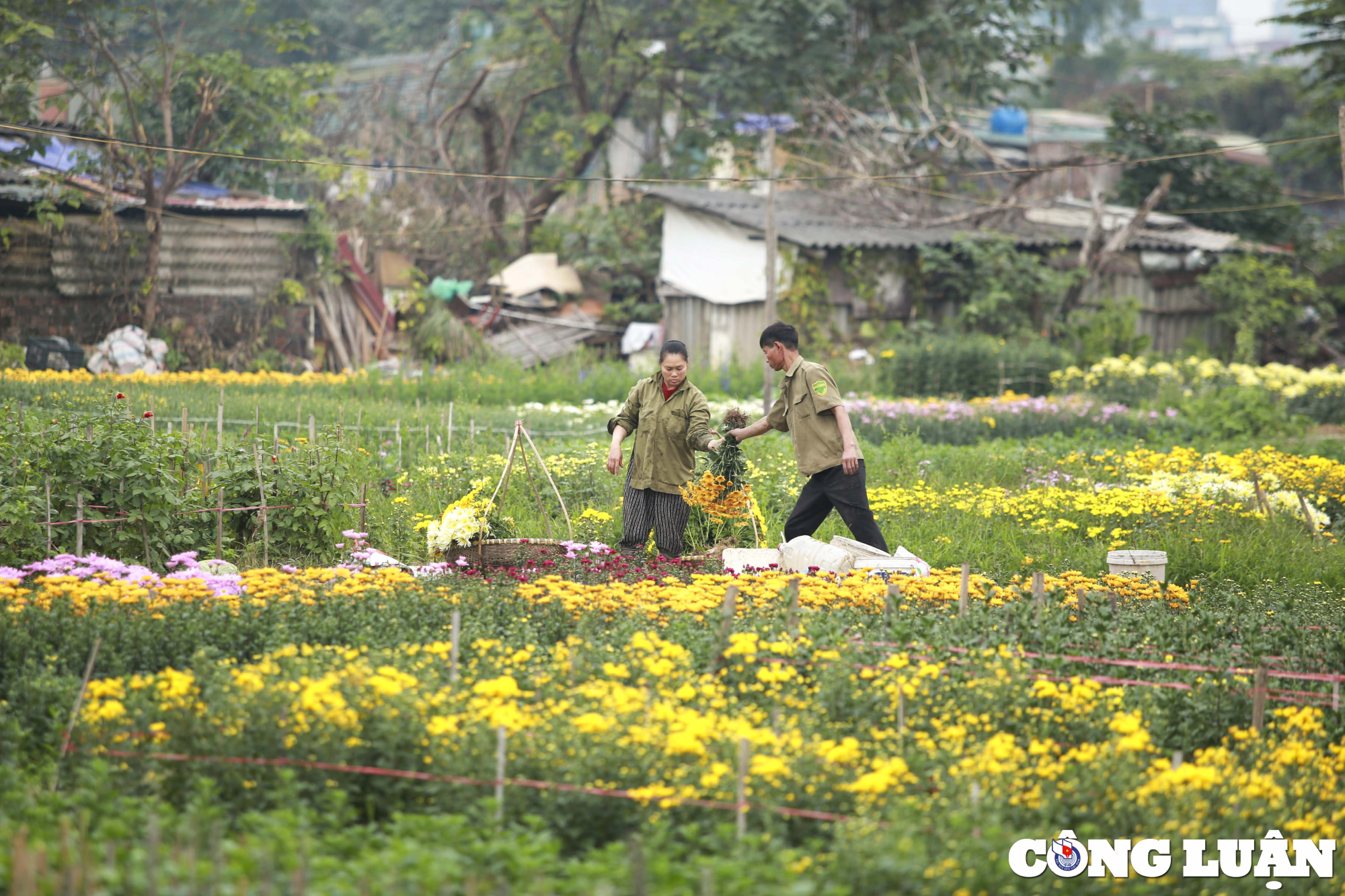 ha noi lang hoa o quan thanh xuan tat bat thu hoach phuc vu tet nguyen dan hinh 2