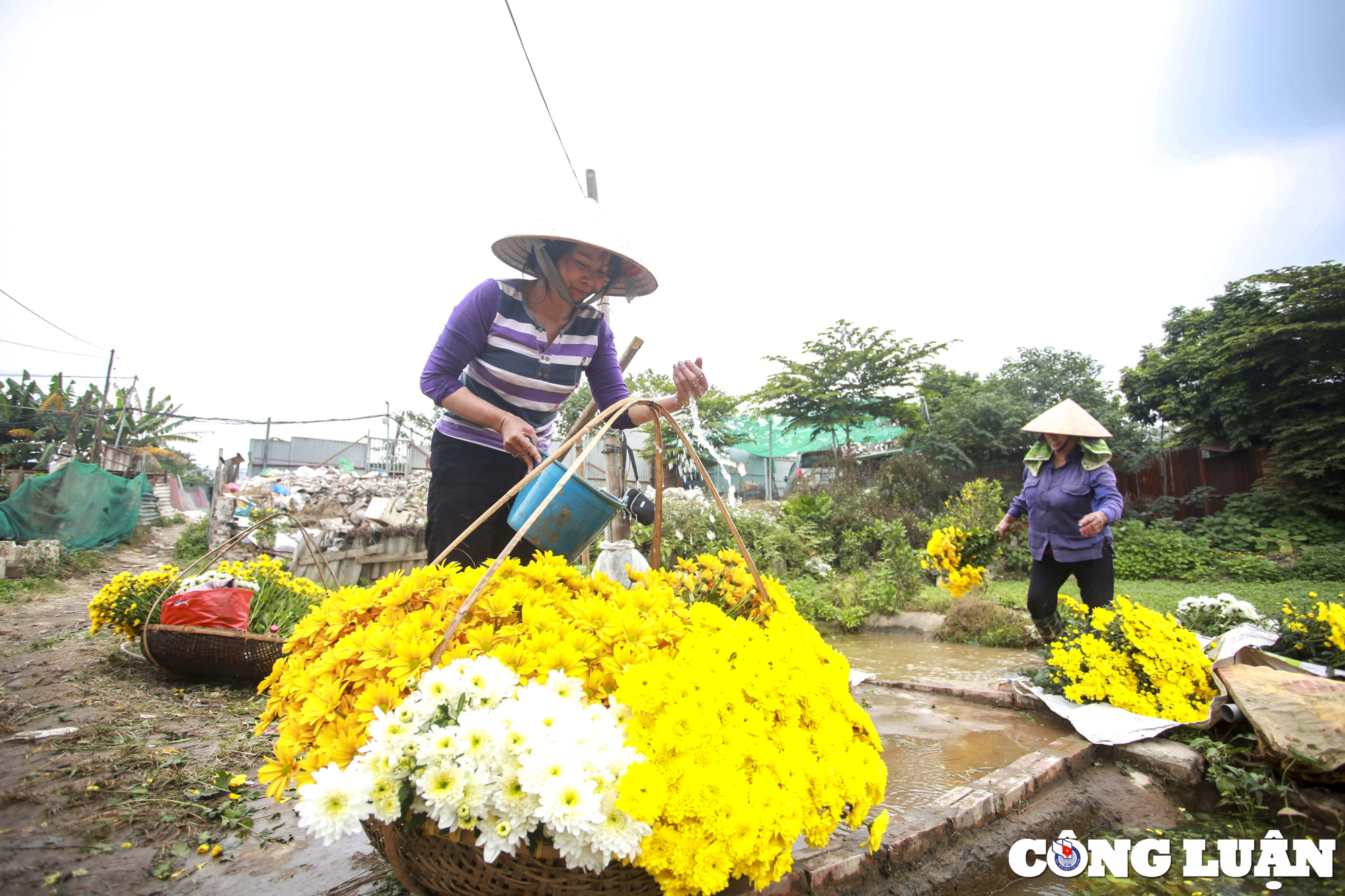 ha noi lang hoa o quan thanh xuan tat bat thu hoach phuc vu tet nguyen dan hinh 12