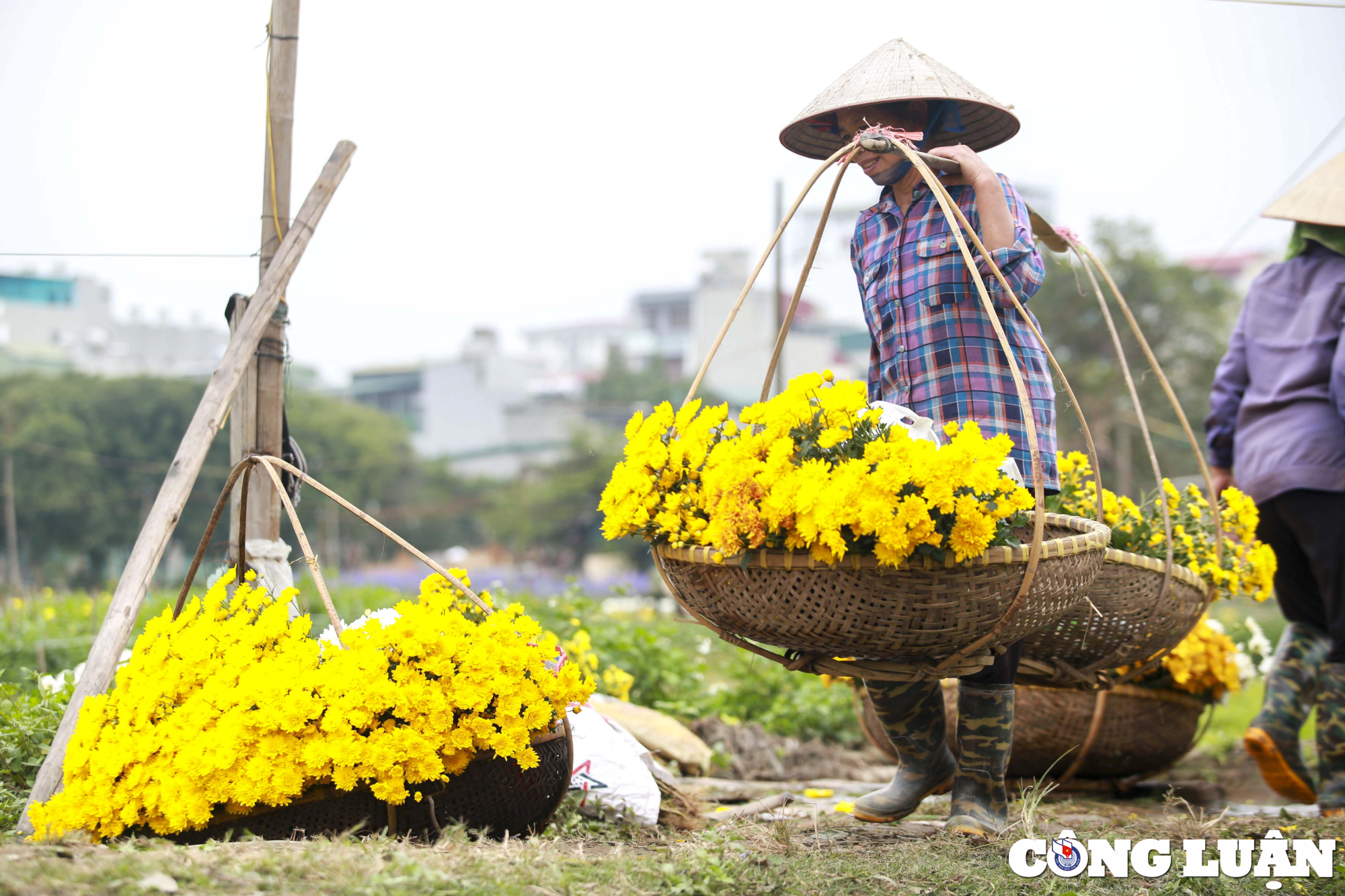 ha noi lang hoa o quan thanh xuan tat bat thu hoach phuc vu tet nguyen dan hinh 13