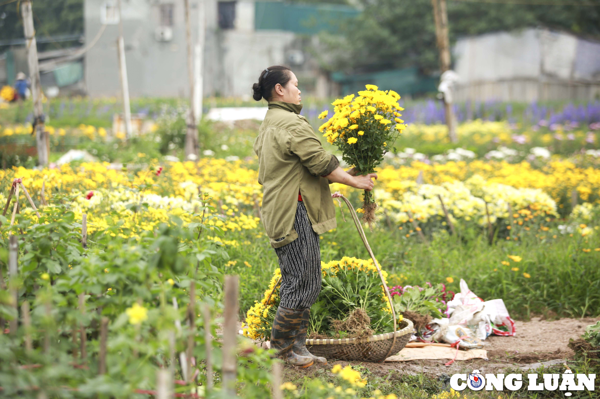 ha noi lang hoa o quan thanh xuan tat bat thu hoach phuc vu tet nguyen dan hinh 4