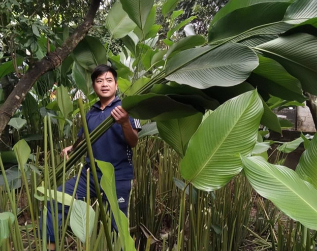 gia la dong tang cao nguoi dan phan khoi thu hoach phuc vu thi truong tet hinh 1