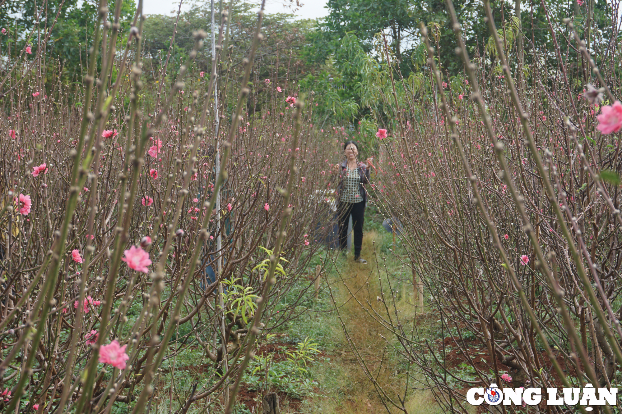 chiem nguong vuon dao goc bac khoe sac tren cao nguyen gia lai hinh 6