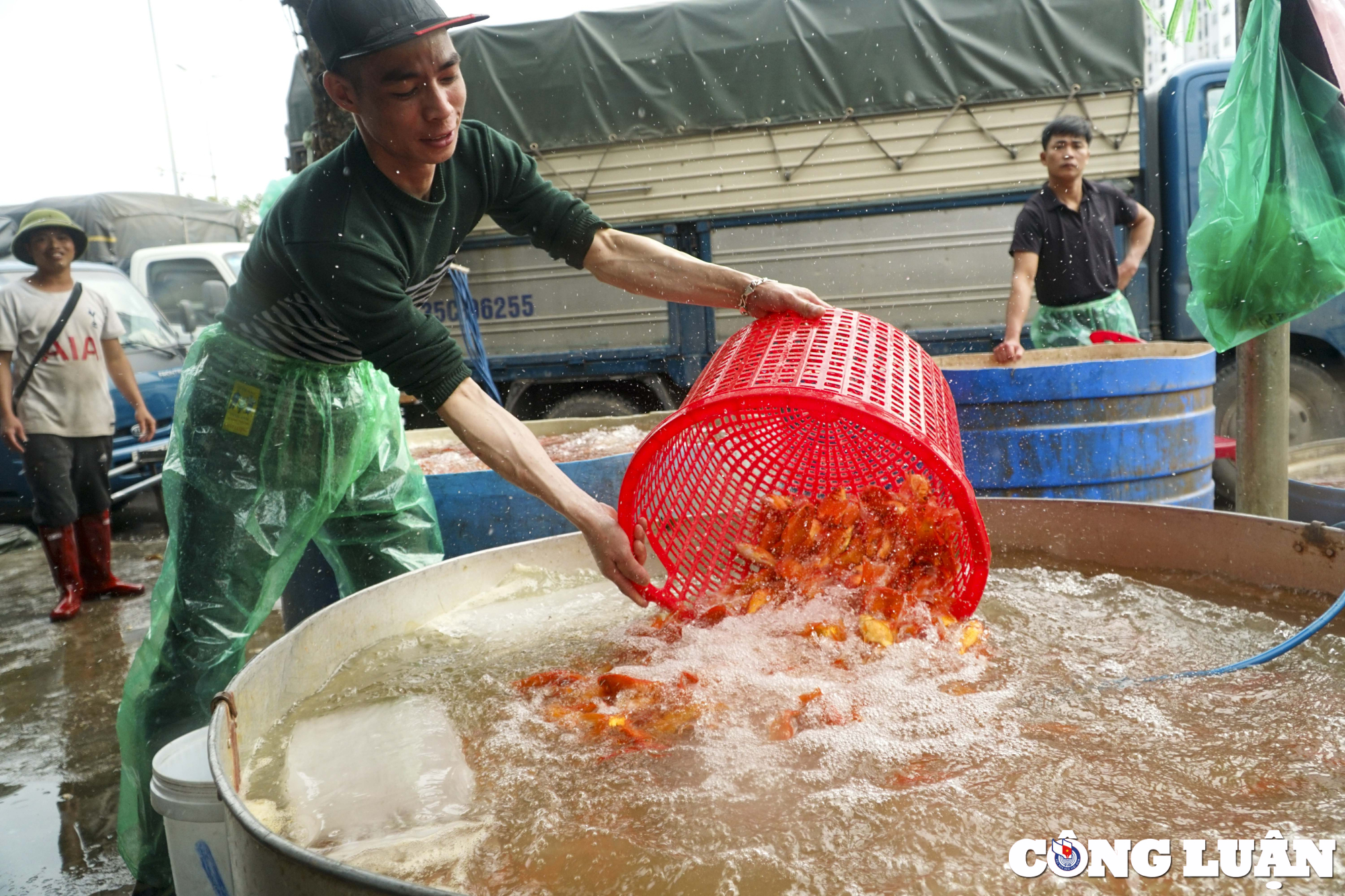 ha noi ca chep cung ong cong ong tao ruc do cho ca yen so hinh 4