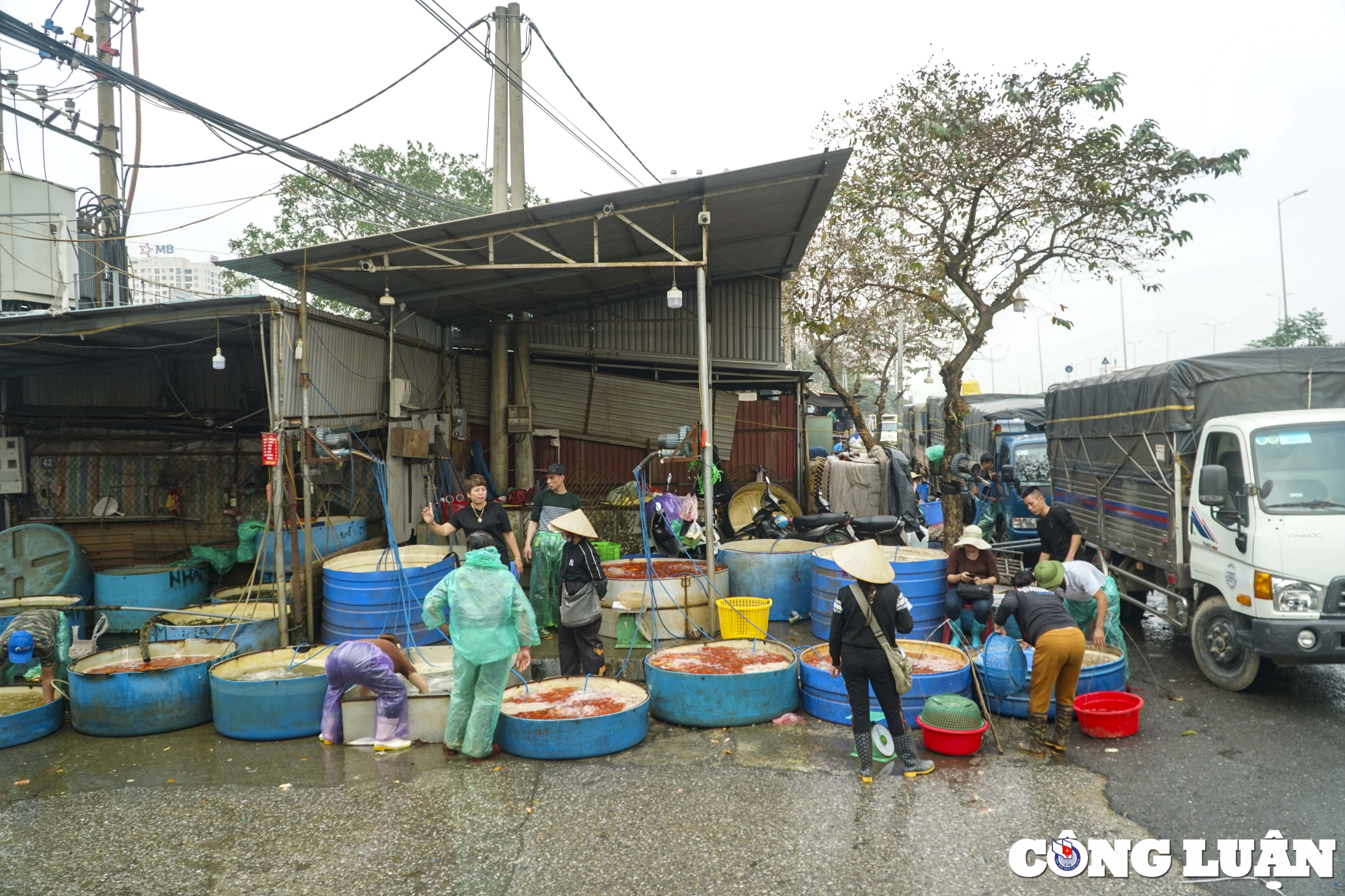 ha noi ca chep cung ong cong ong tao ruc do cho ca yen so hinh 9