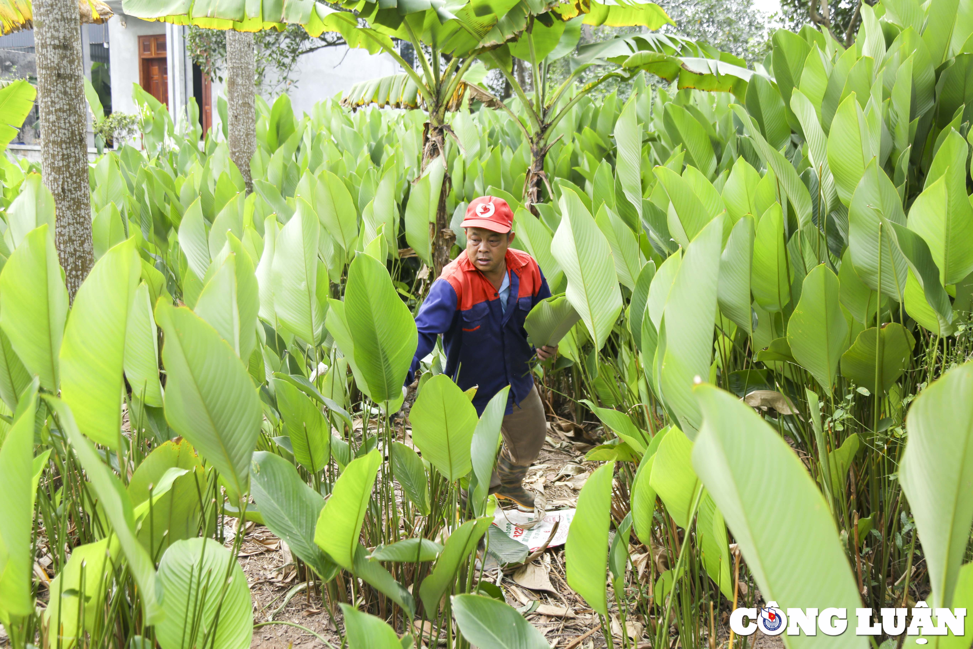 thu phu la dong mien bac nhon nhip ngay can tet hinh 3