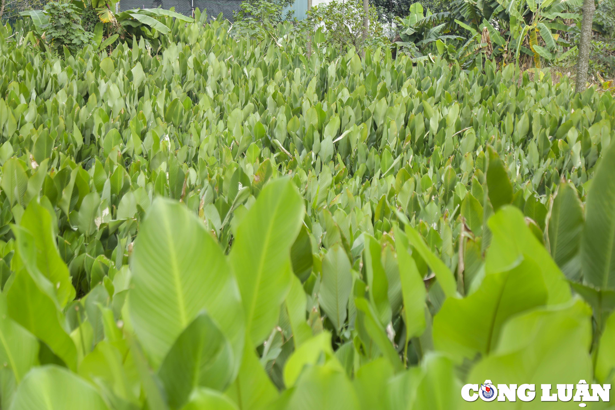 thu phu la dong mien bac nhon nhip ngay can tet hinh 1