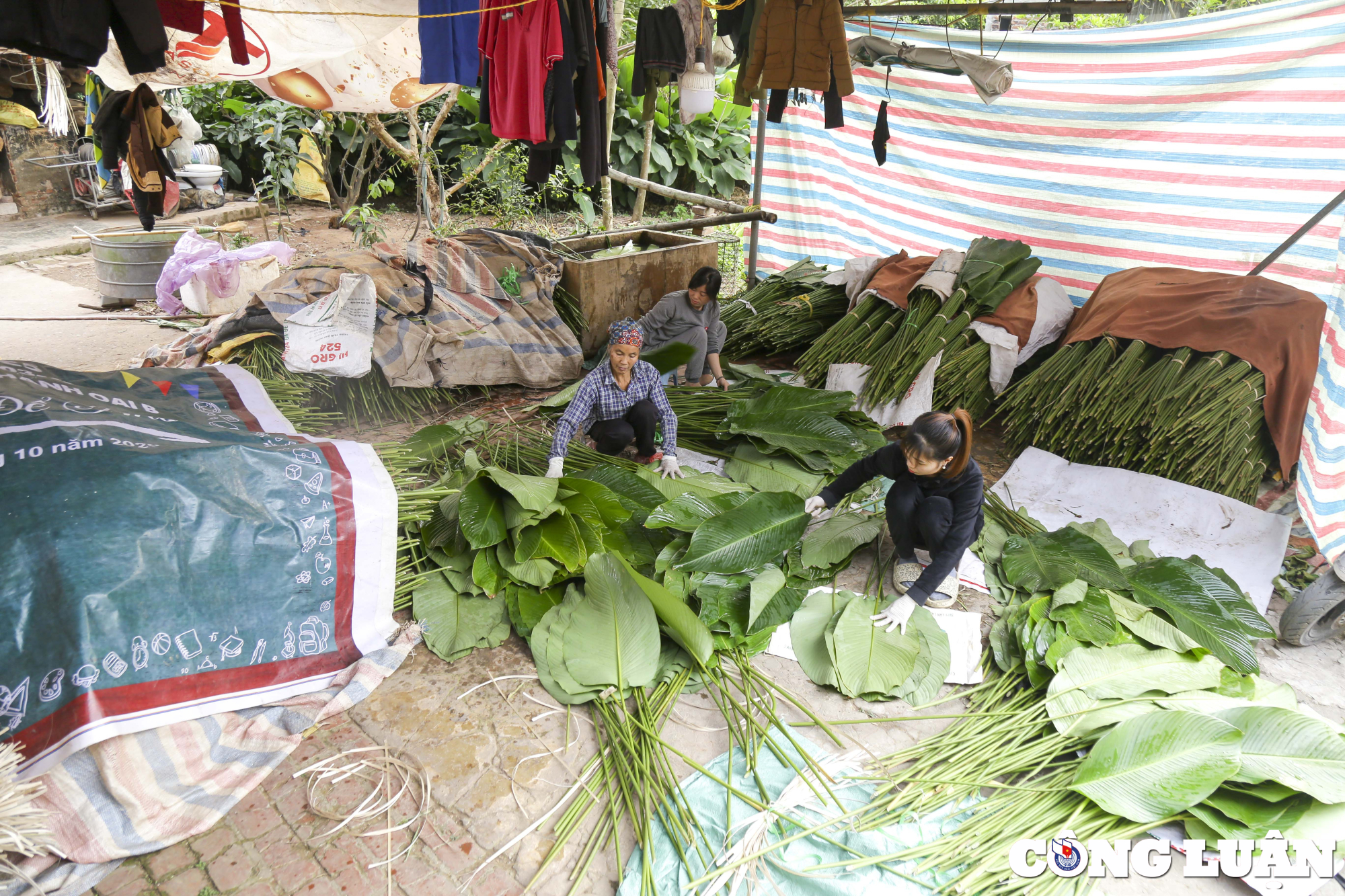 thu phu la dong mien bac nhon nhip ngay can tet hinh 5