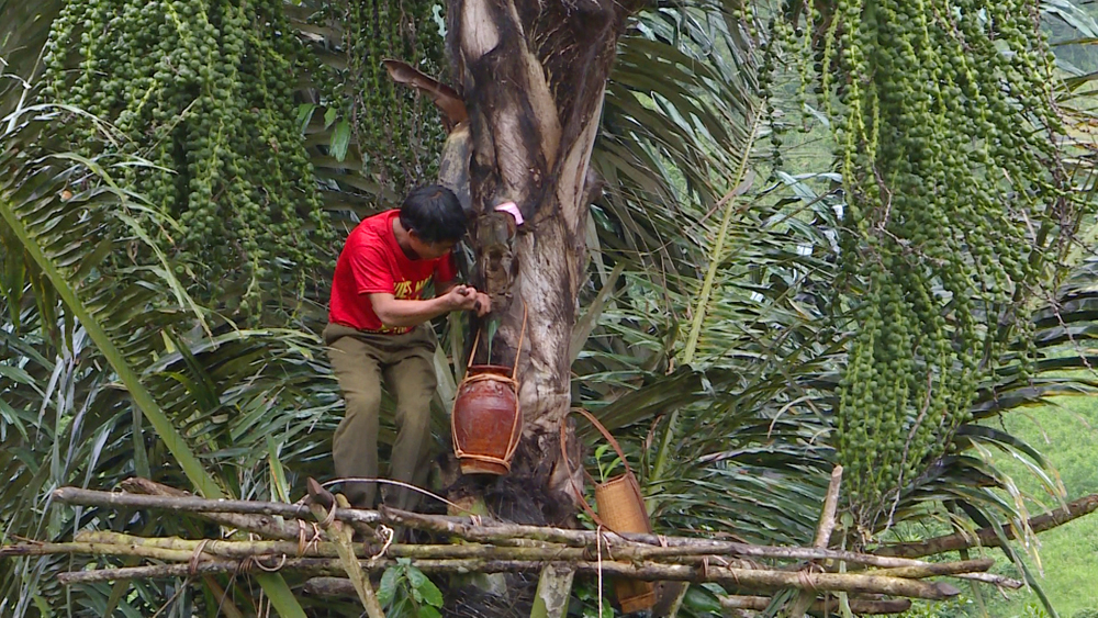 doc dao thuc uong tu cay rung cua nguoi ba na hinh 3