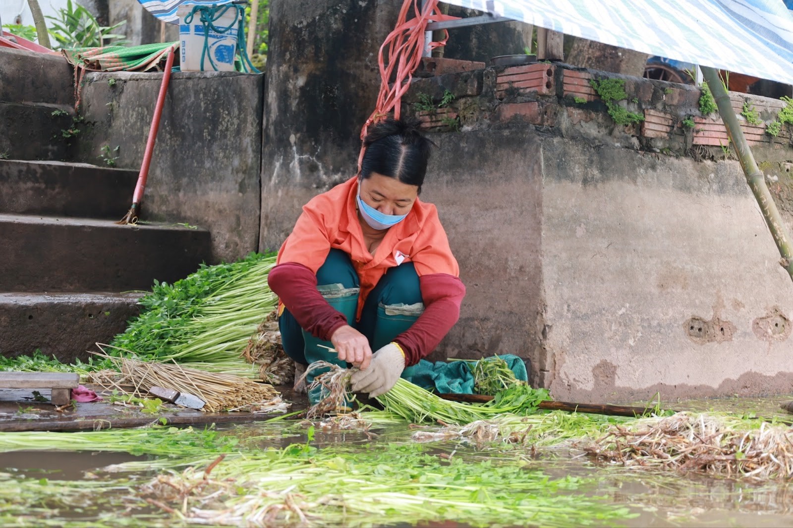 lang rau can thai binh don tet duoi ao hinh 3