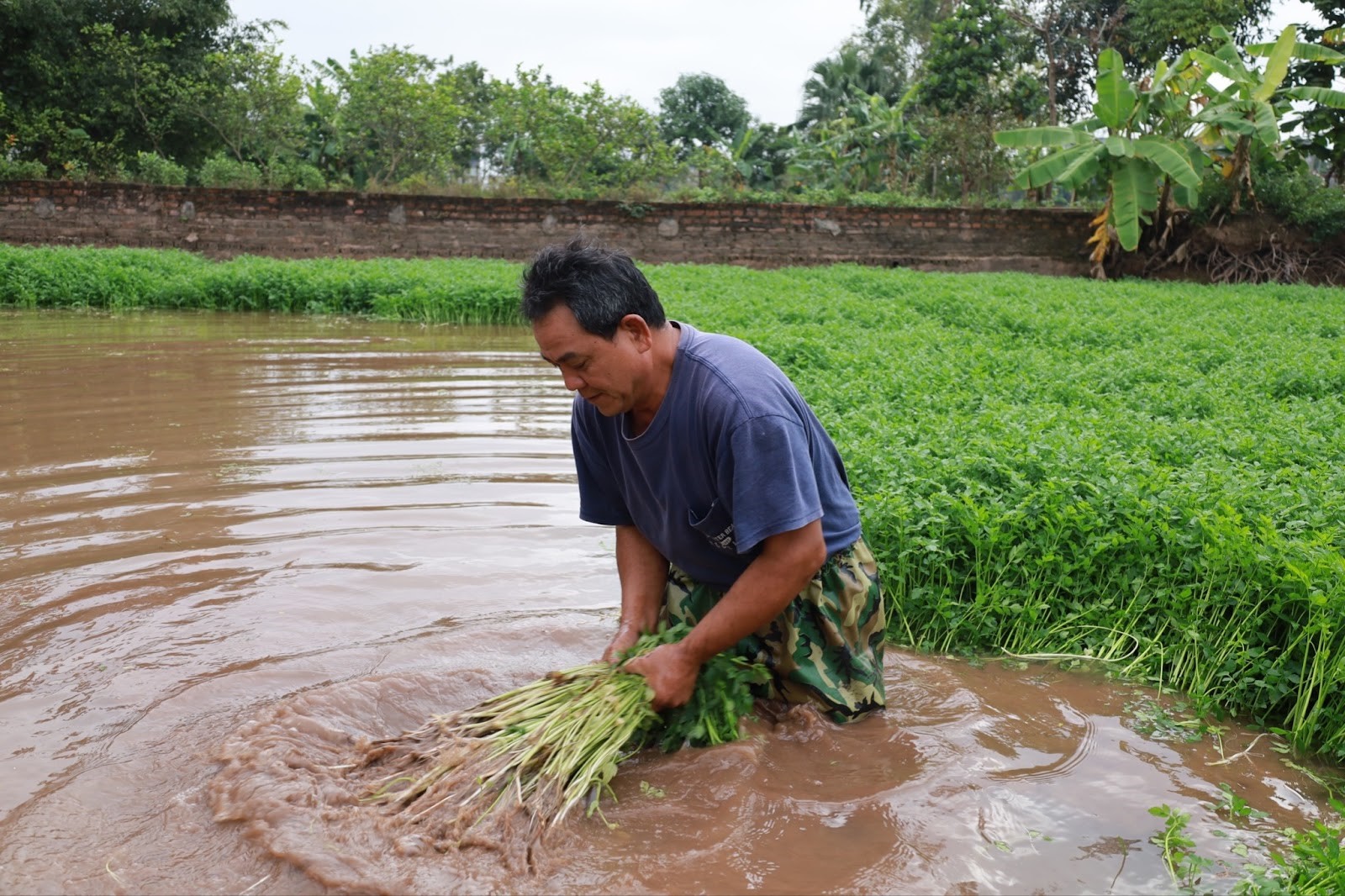 lang rau can thai binh don tet duoi ao hinh 5