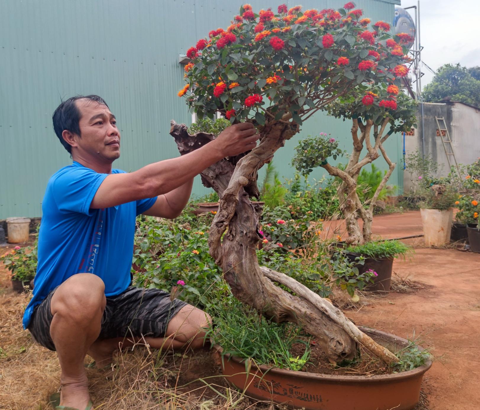 gia lai phu phep cay hoa dai ven duong thanh bon sai tien trieu hut khach dip tet hinh 5