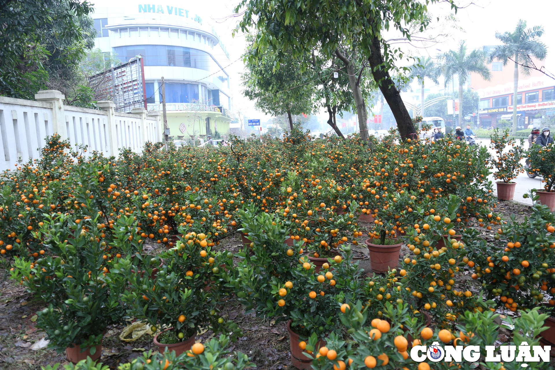 nghe an cay canh sale khung van vang khach tieu thuong chat bo nghi tet som hinh 7