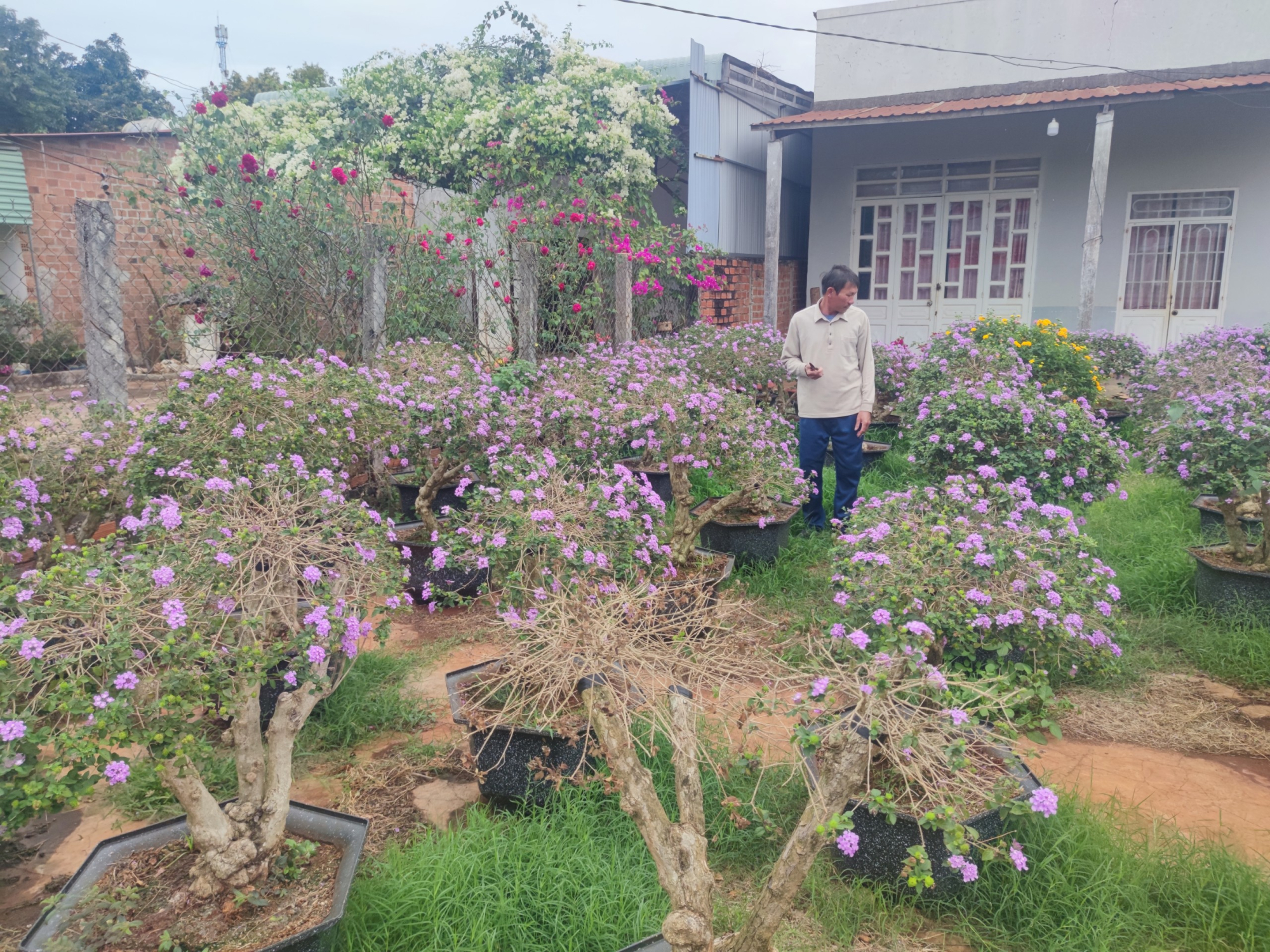 gia lai phu phep cay hoa dai ven duong thanh bon sai tien trieu hut khach dip tet hinh 3