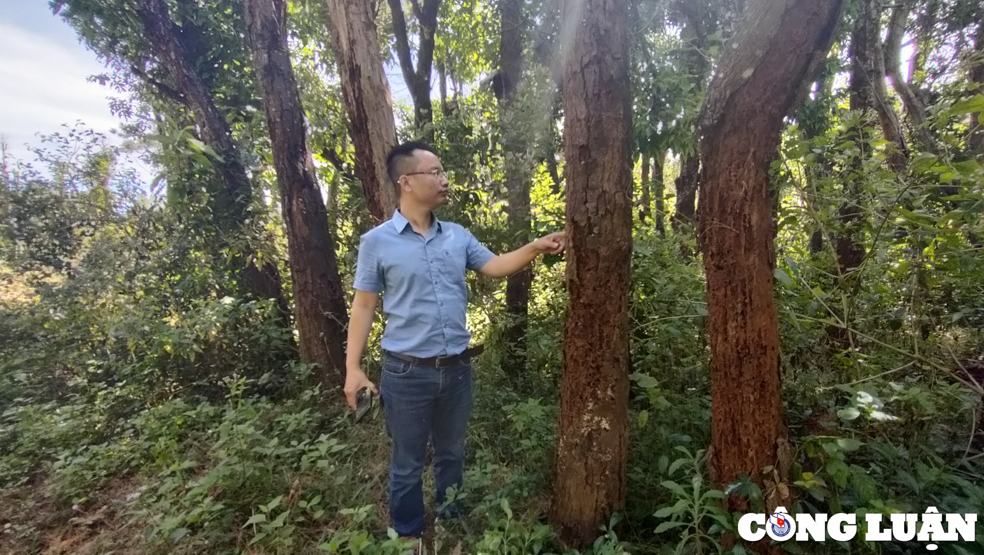 gia lai can canh hang tram cay xanh bi chet kho bat goc sau khi di doi hinh 5