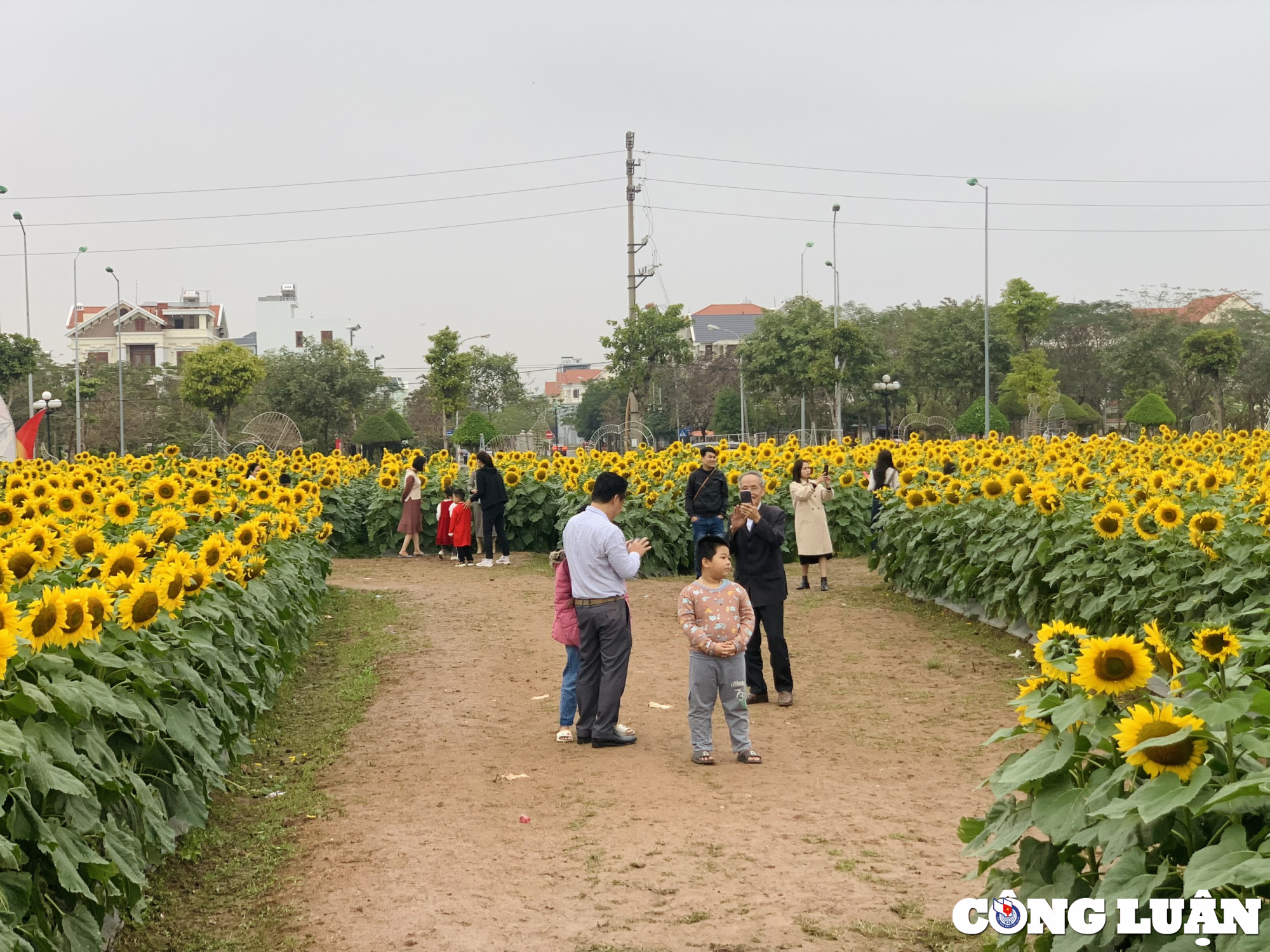 gioi tre hai duong dua nhau check in tai vuon hoa huong duong khong lo hinh 16