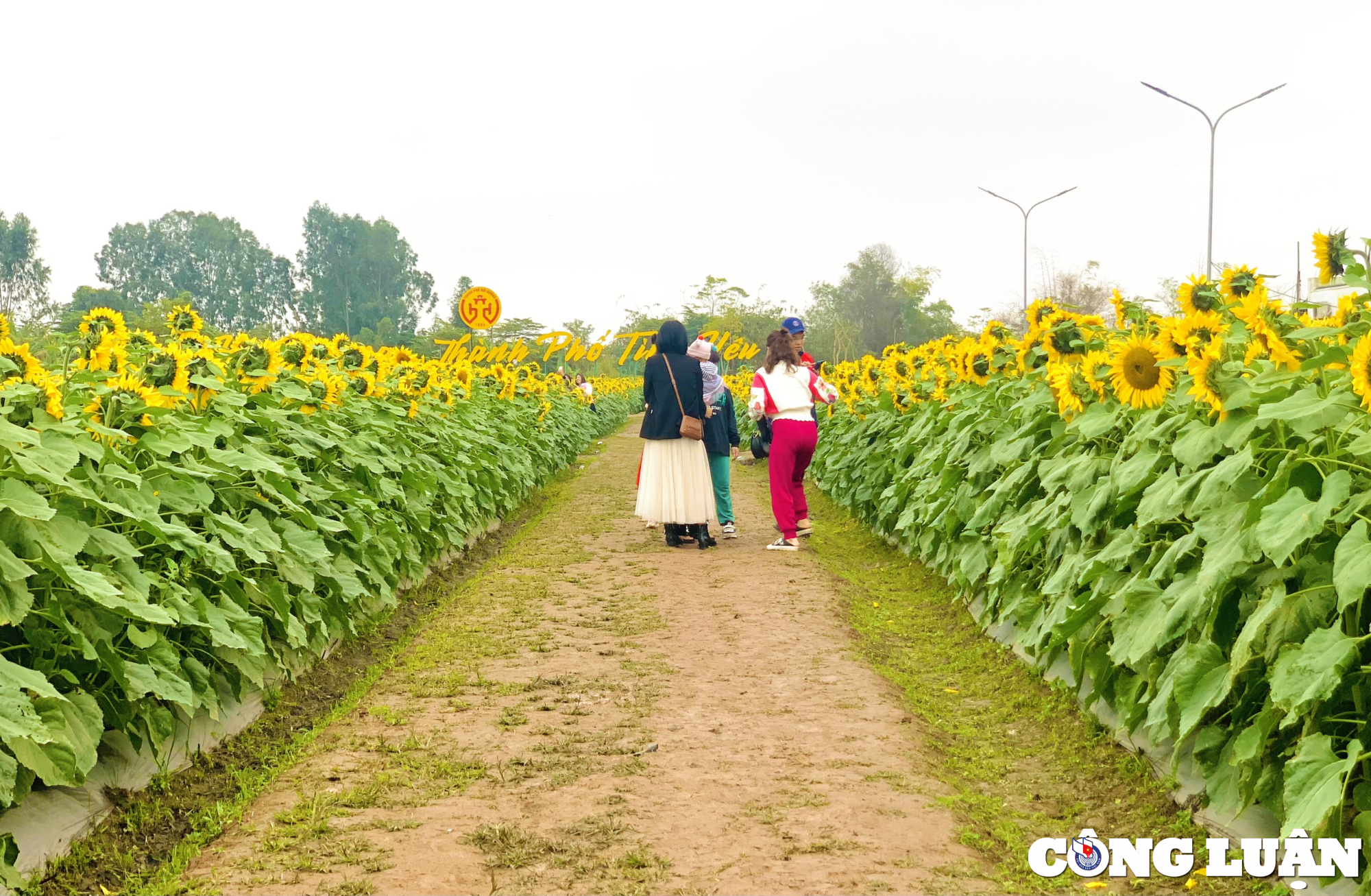 gioi tre hai duong dua nhau check in tai vuon hoa huong duong khong lo hinh 12