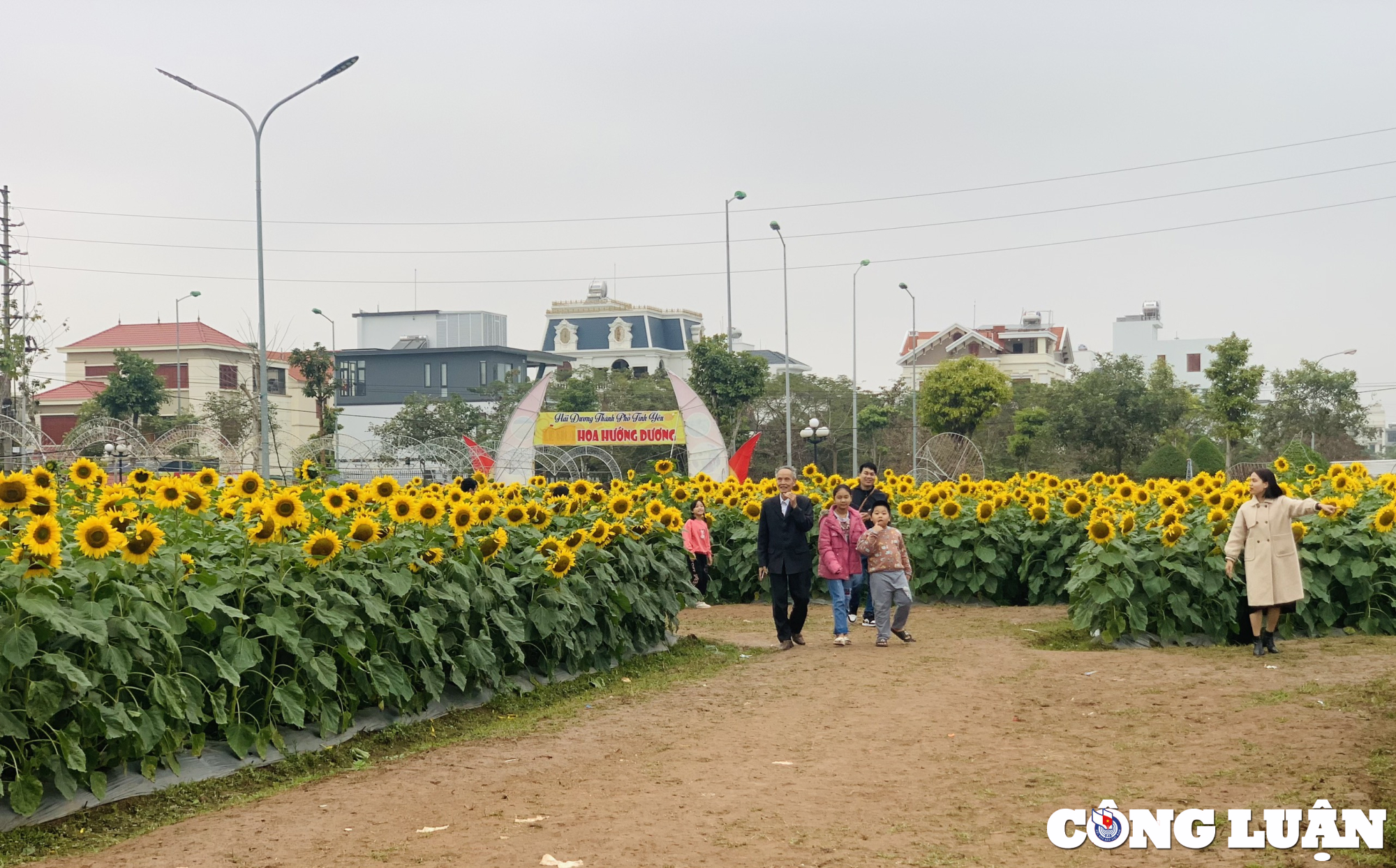 gioi tre hai duong dua nhau check in tai vuon hoa huong duong khong lo hinh 3