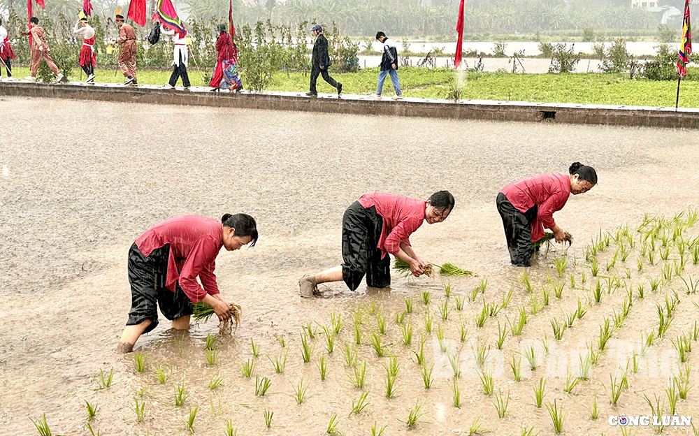 doc dao le hoi vua hung day dan cay lua o phu tho hinh 7