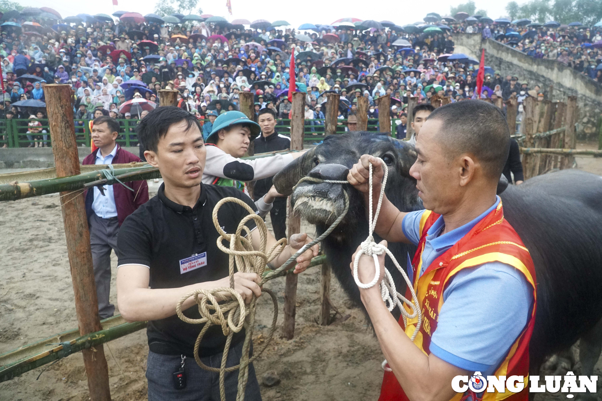 hang van nguoi dan doi mua xem choi trau truyen thong o vinh phuc hinh 4