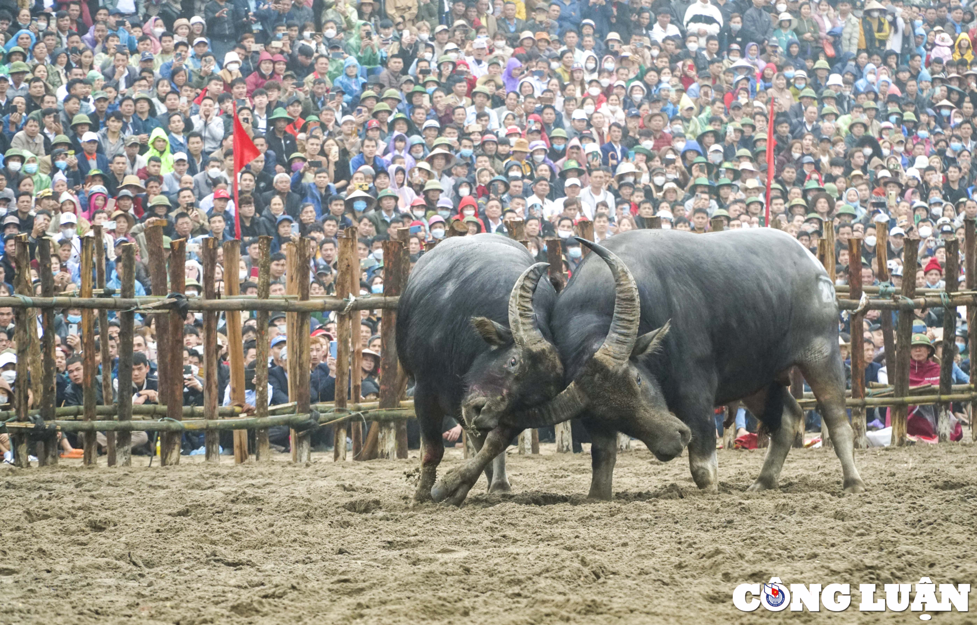 hang van nguoi dan doi mua xem choi trau truyen thong o vinh phuc hinh 6