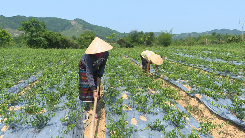 bao ton le hoi cau mua o quang tri hinh 1