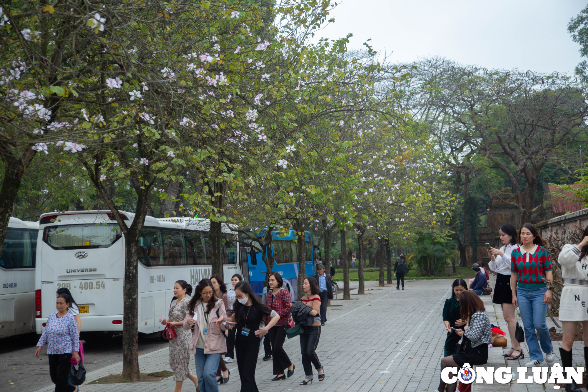 hoa ban tay bac khoe sac giua troi xuan ha noi hinh 2