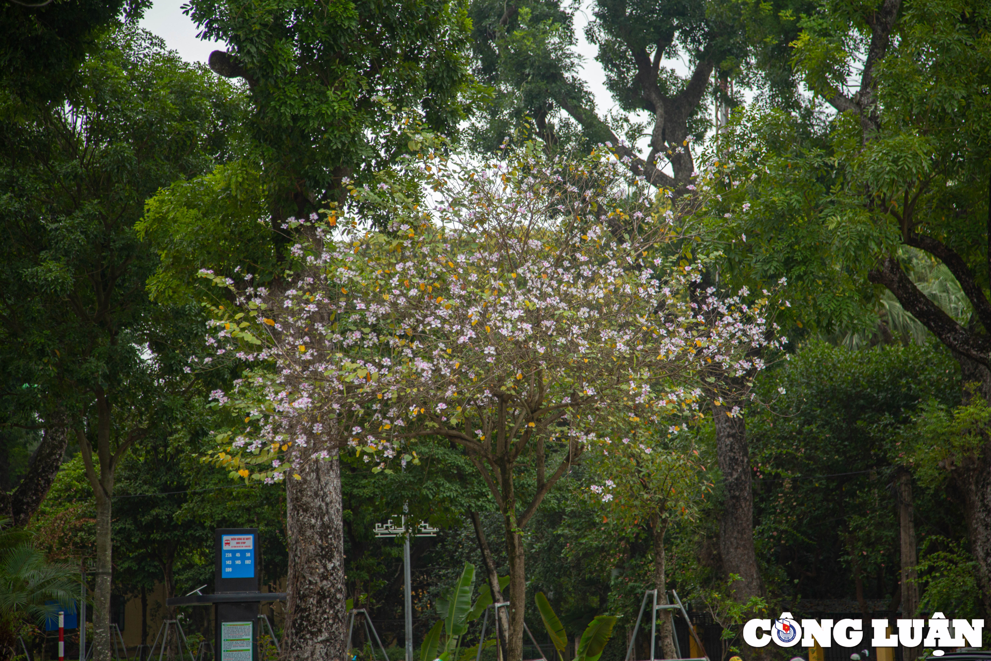 hoa ban tay bac khoe sac giua troi xuan ha noi hinh 3