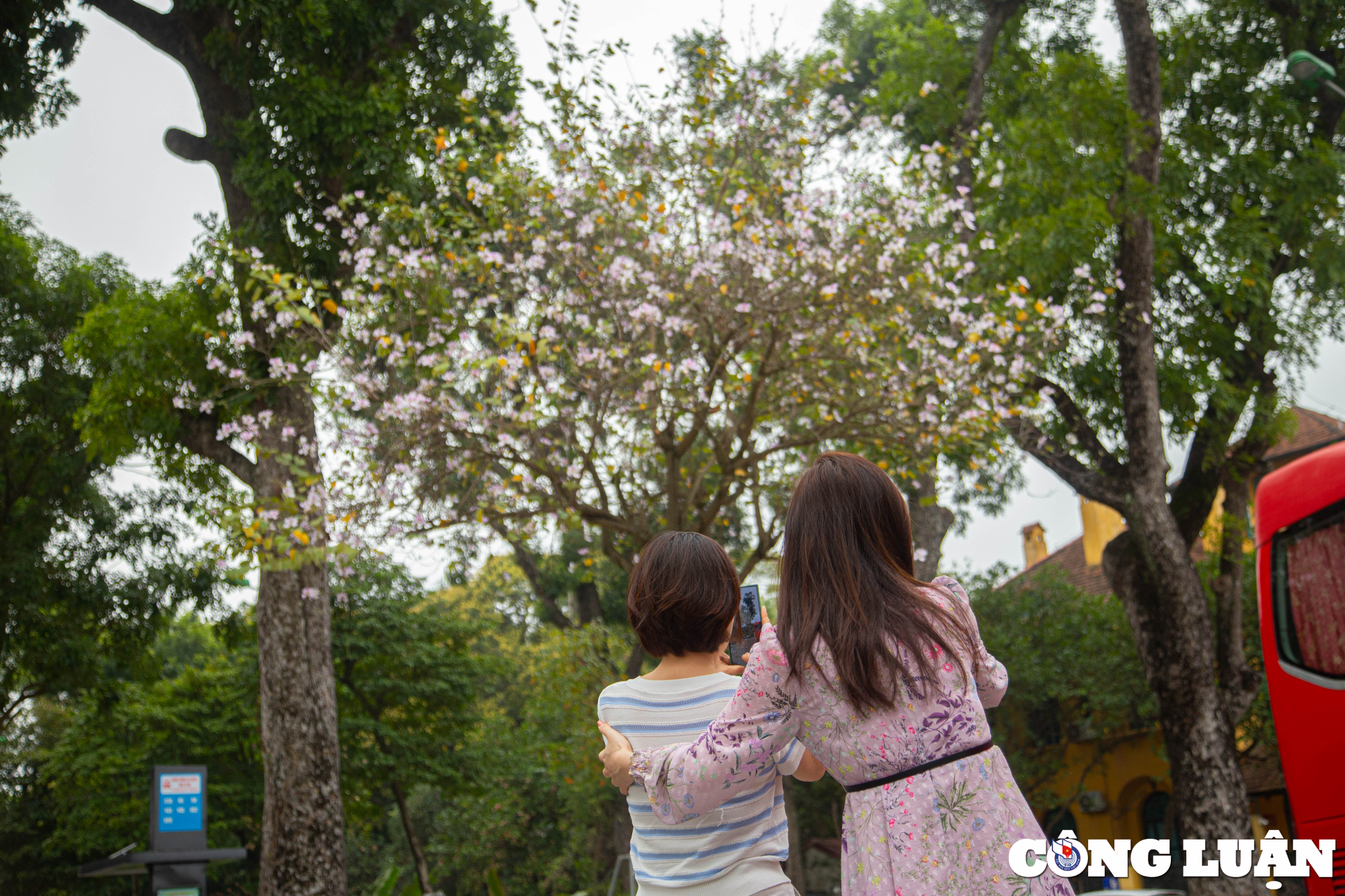 hoa ban tay bac khoe sac giua troi xuan ha noi hinh 7