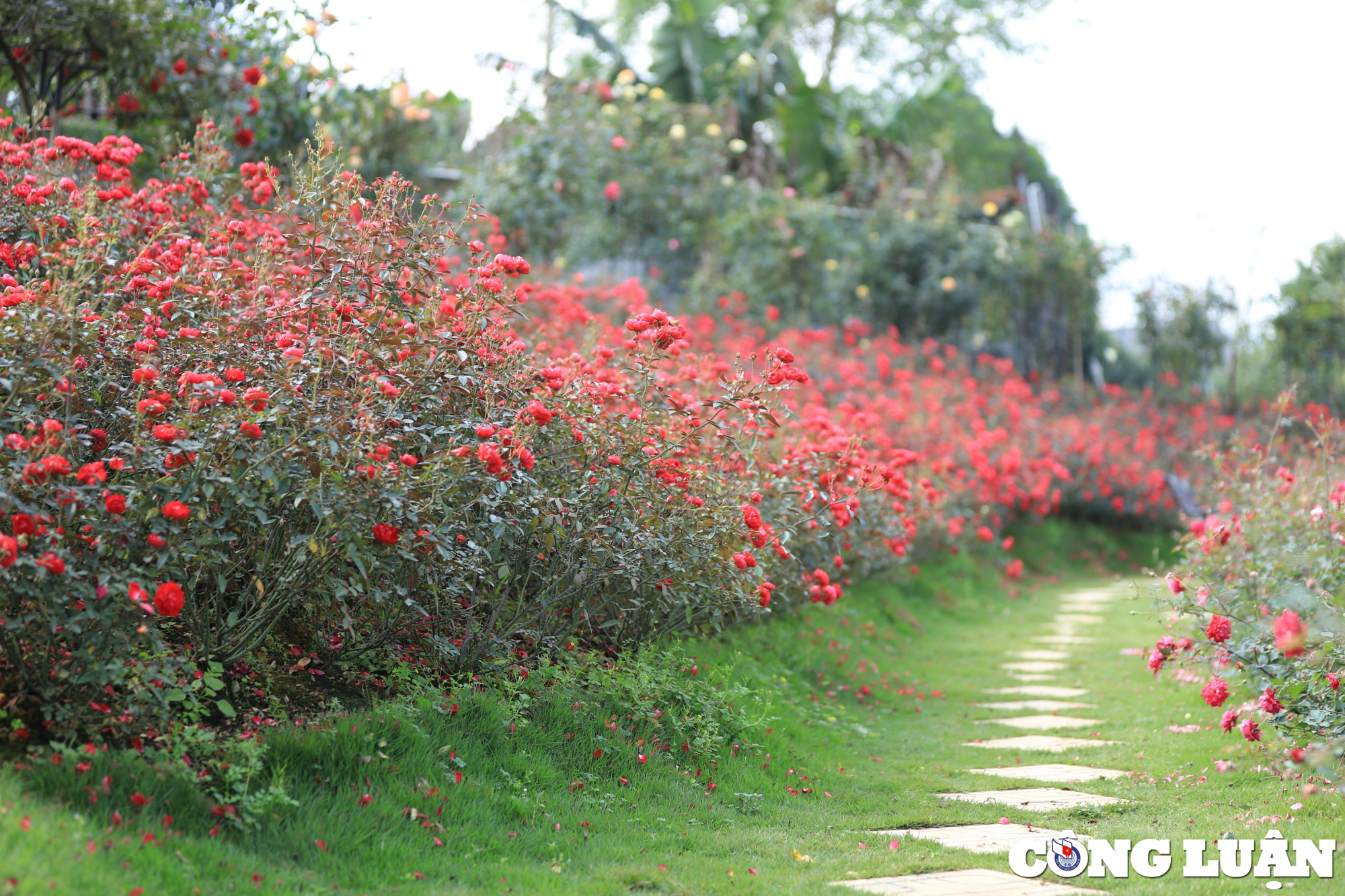 Vườn hoa Mãn Đình Hồng Tiền Giang địa điểm chụp hình tuyệt đẹp