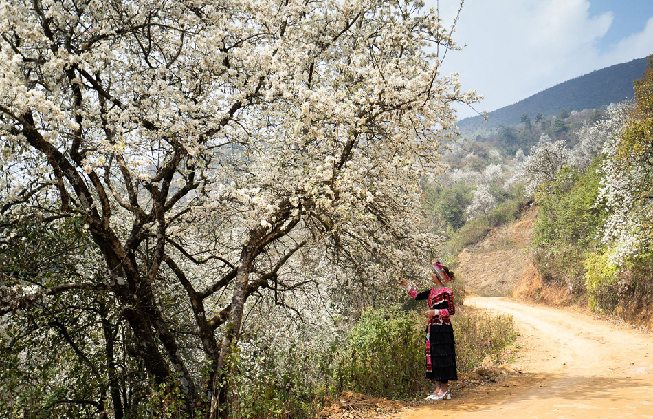 ngay hoi hoa son tra nam 2023 du kien dien ra vao trung tuan thang 3 hinh 1