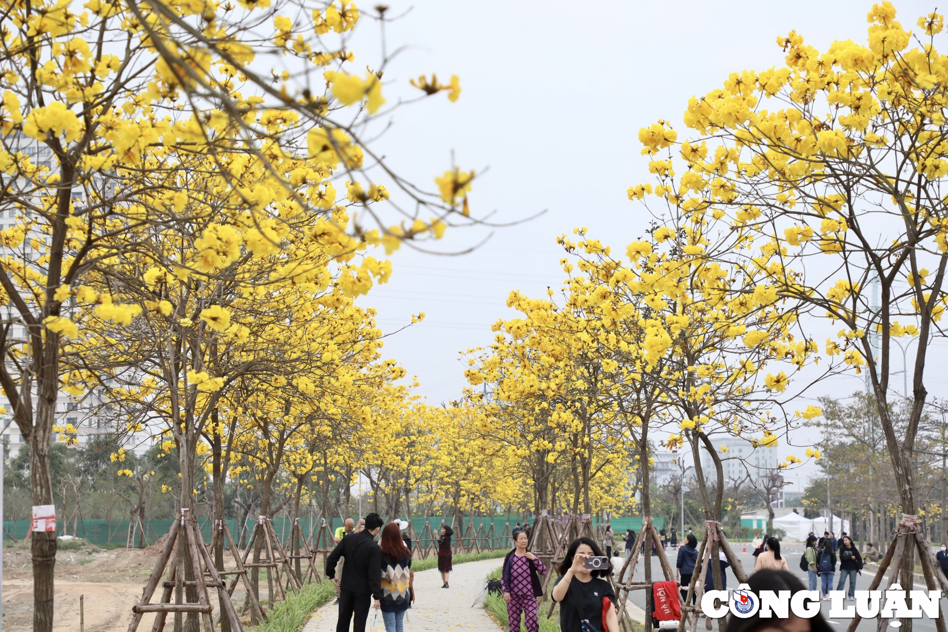 dua nhau di check in duong hoa vang ruc giua long ha noi hinh 3