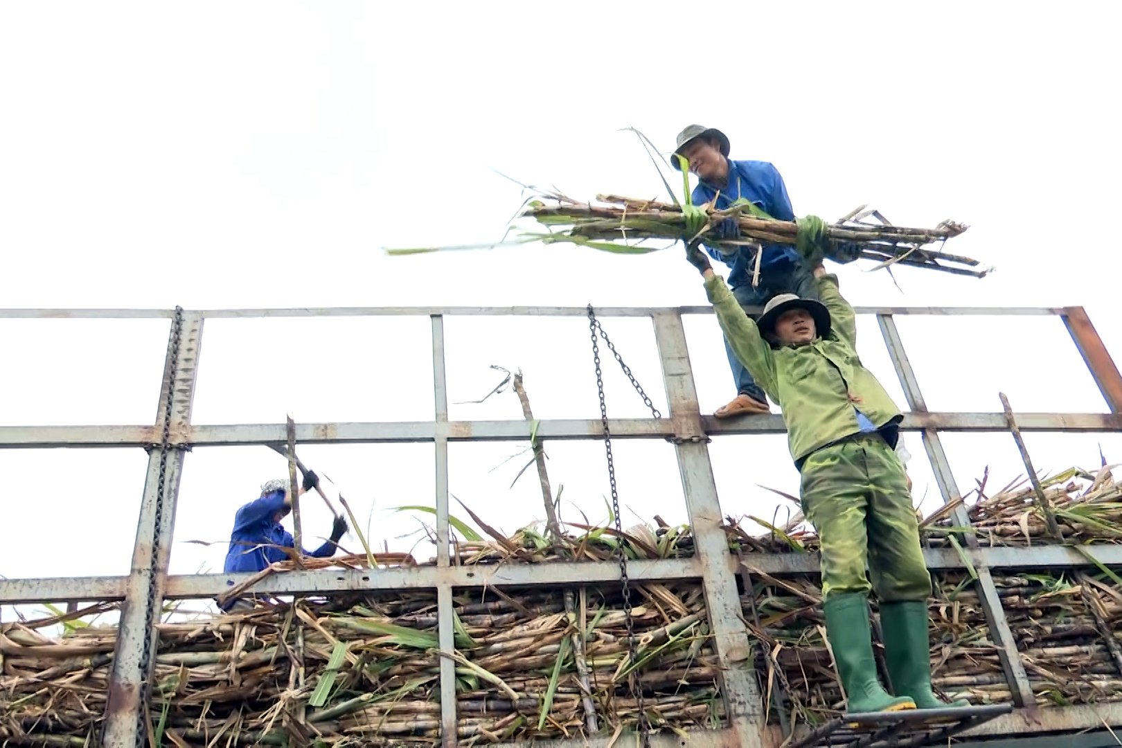 nong dan gia lai phan khoi voi vu mia ngot tren dat can hinh 3