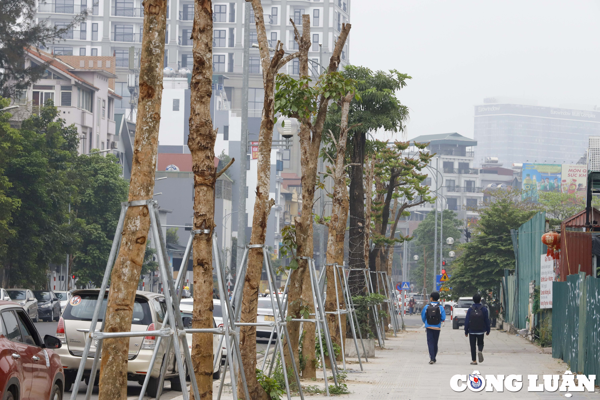 ha noi hang loat cay xanh co dau hieu kho heo tren tuyen duong hon 300 ty dong hinh 7