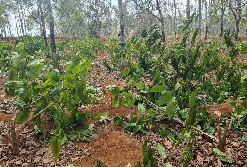 nong dan hoang mang vi cay trong lien tuc bi pha hoai hinh 1