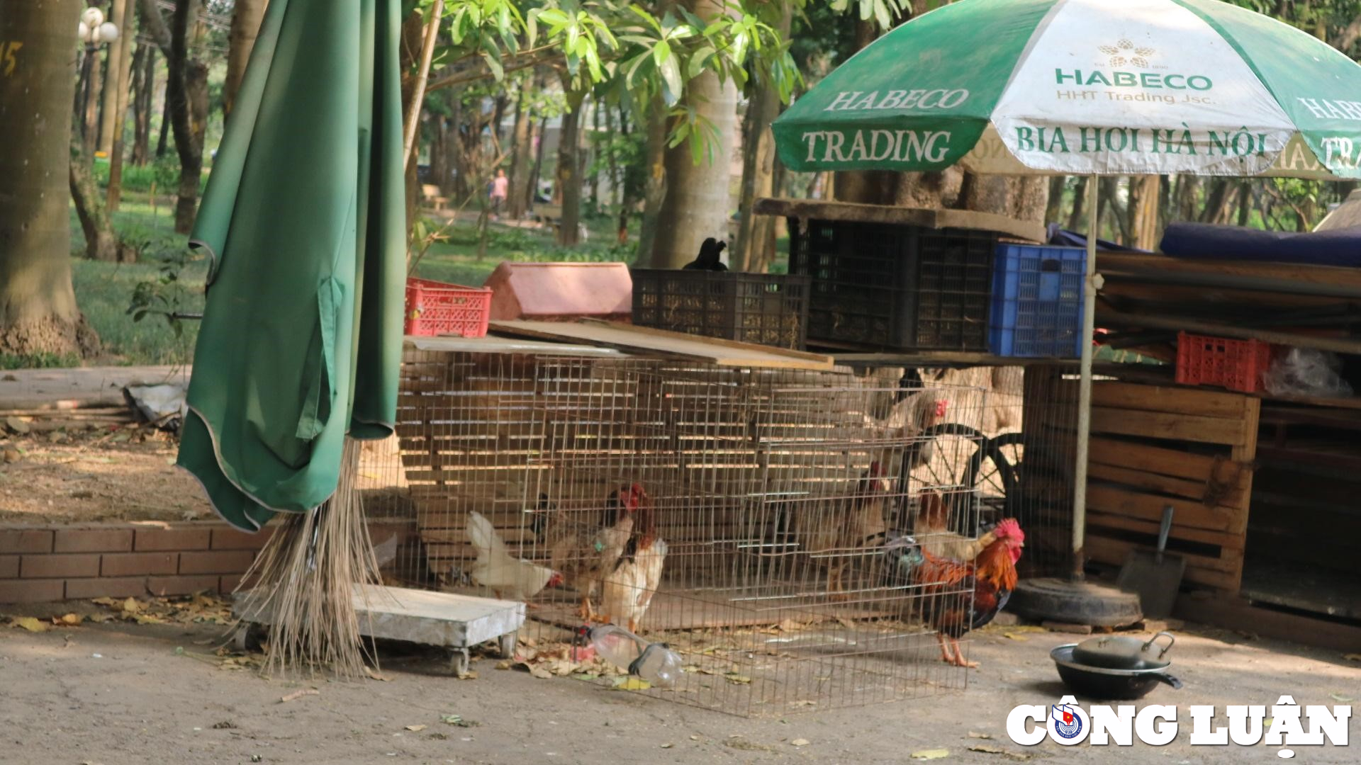 cong vien tuoi tre tu la phoi xanh thanh noi nuoi ga hinh 9