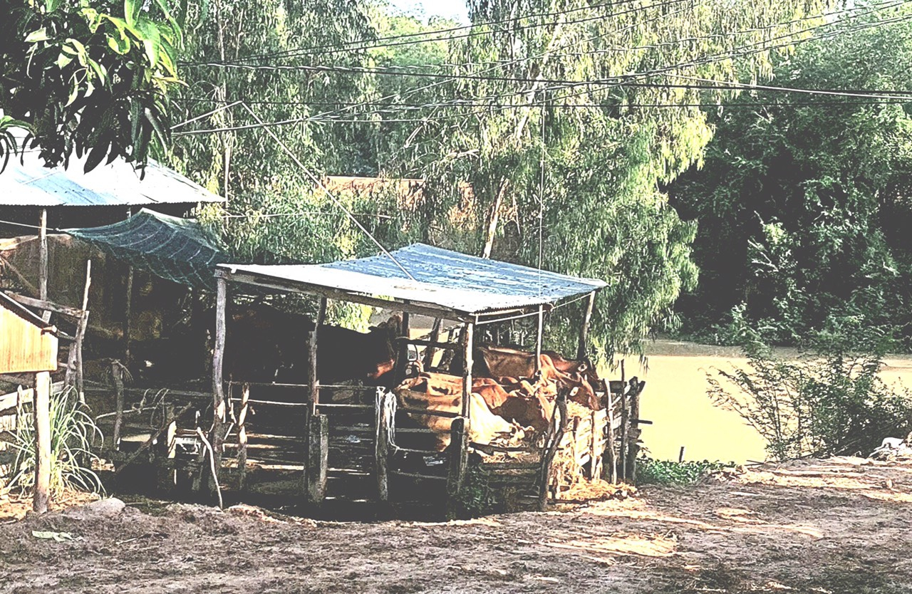 Tình trạng buôn bán trâu bò lậu qua biên giới Tây Nam đang diễn biến phức tạp.