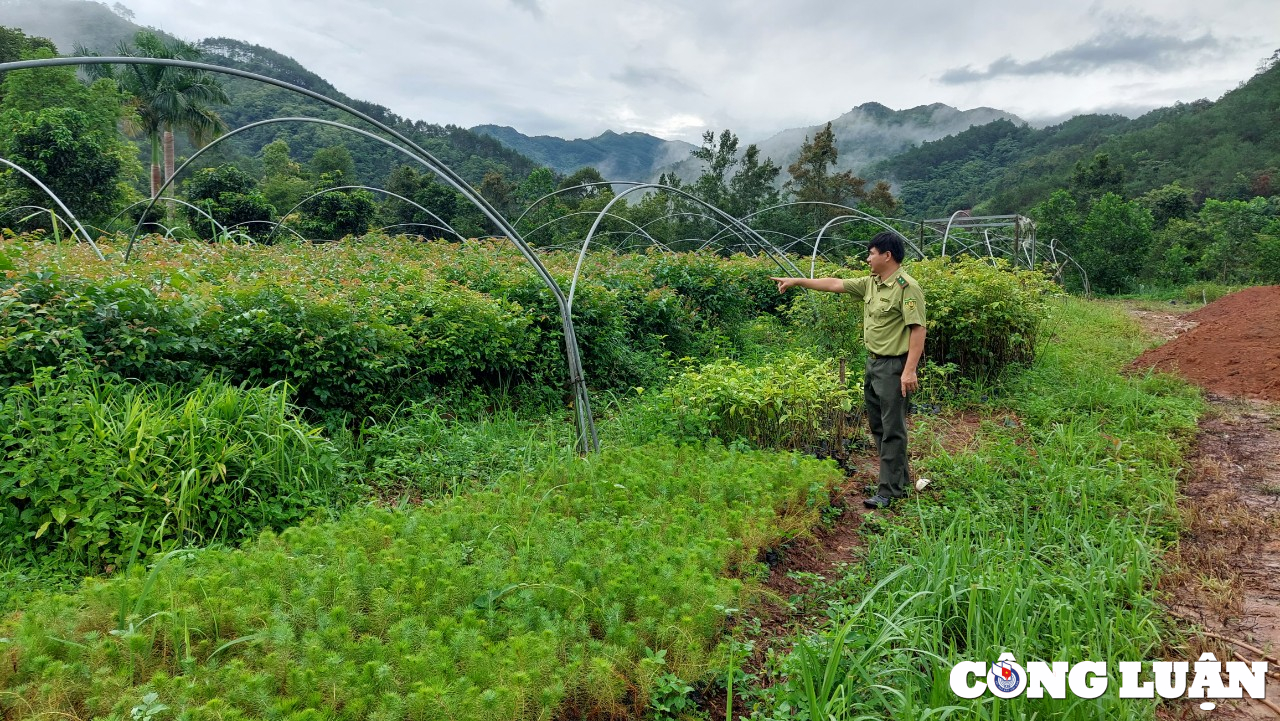 truong ban kinh te trung uong lam viec voi tinh quang ninh ve cong tac quan ly bao ve rung hinh 2