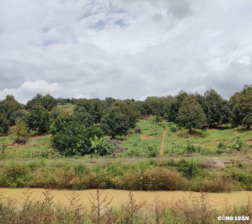 Ngành nông nghiệp Lâm Đồng khuyến cáo người dân không mở rộng diện tích sầu riêng.