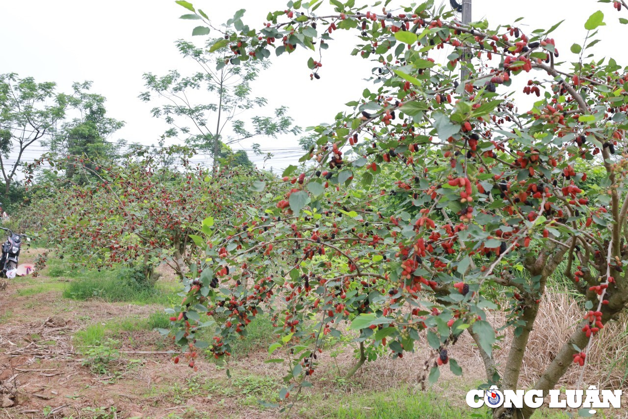 nguoi dan ngoai thanh ha noi tranh thu thu hoach dau tam cuoi vu hinh 1